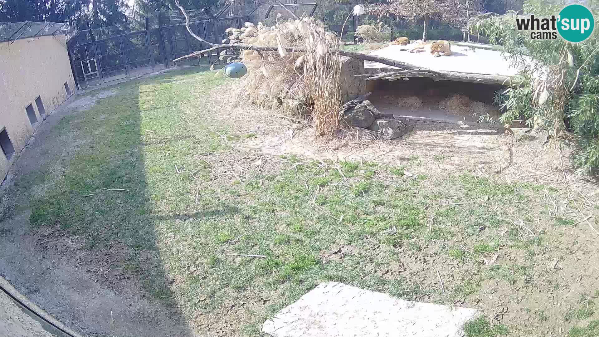 LEONE live Webcam nello zoo di Lubiana – Slovenia