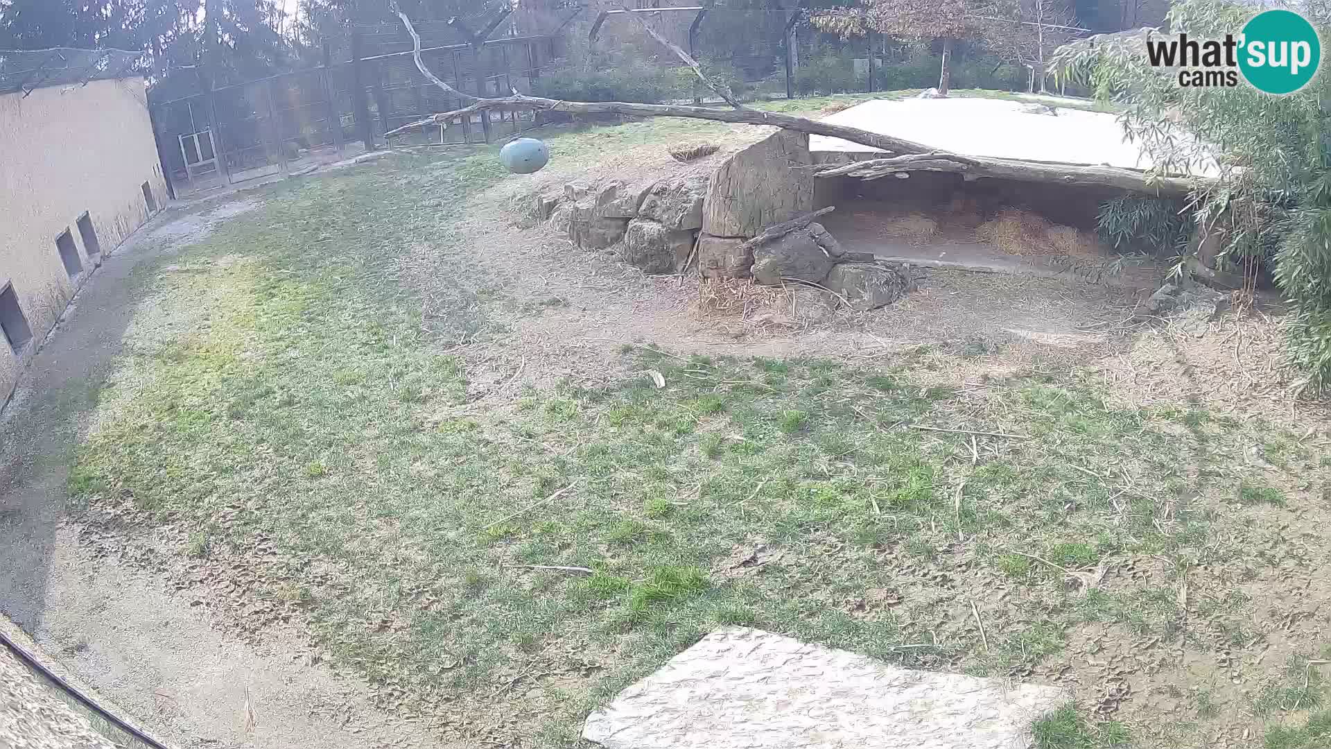 LEVI spletna kamera v živalskem vrtu Ljubljana Zoo