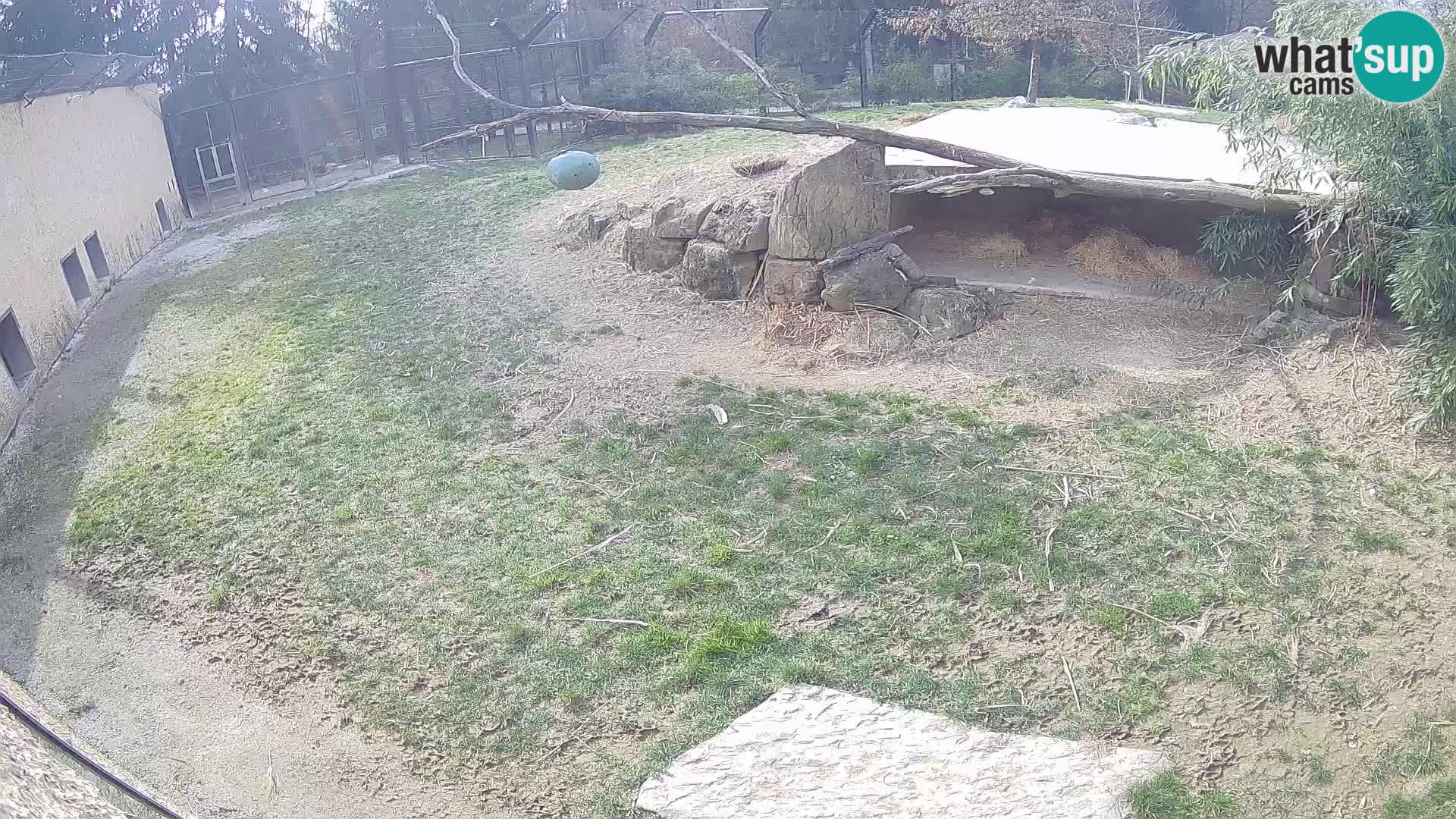 LEONE live Webcam nello zoo di Lubiana – Slovenia