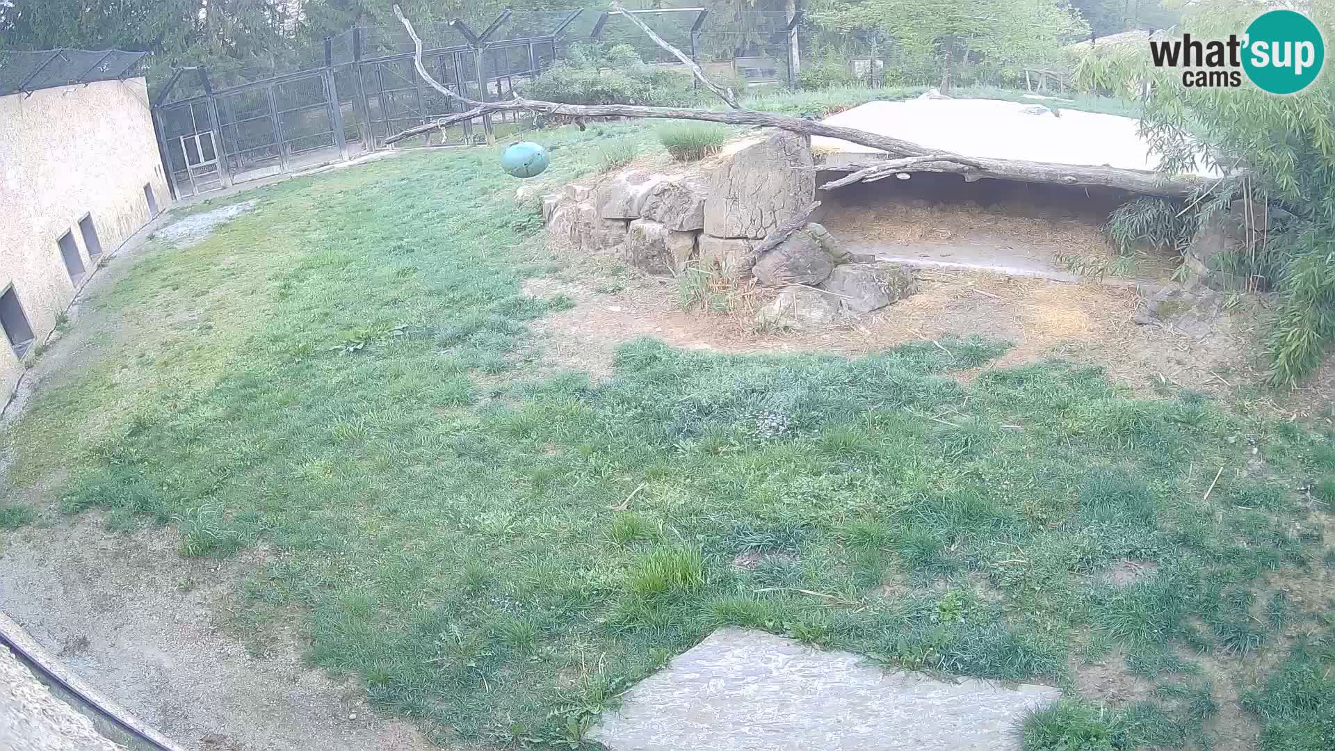 LEON Webcam en vivo en Ljubljana Zoo – Eslovenia