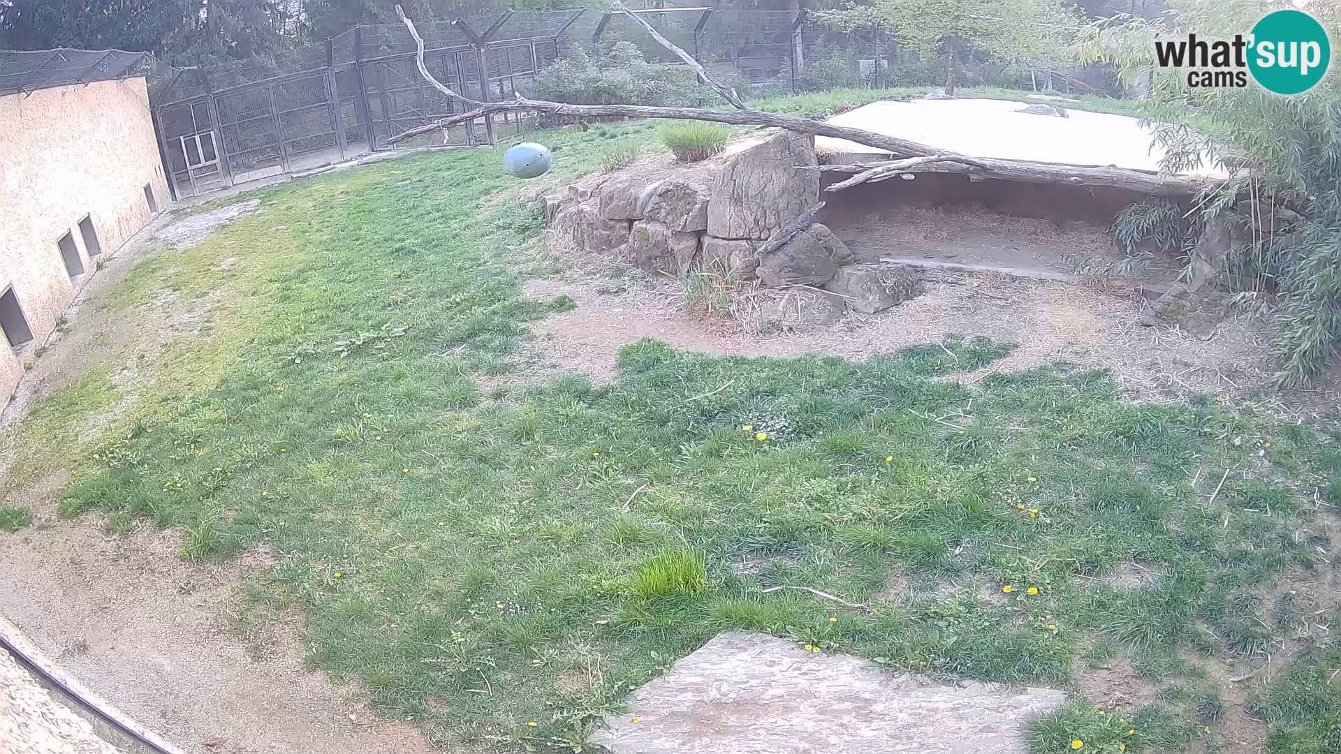 LEON Webcam en vivo en Ljubljana Zoo – Eslovenia