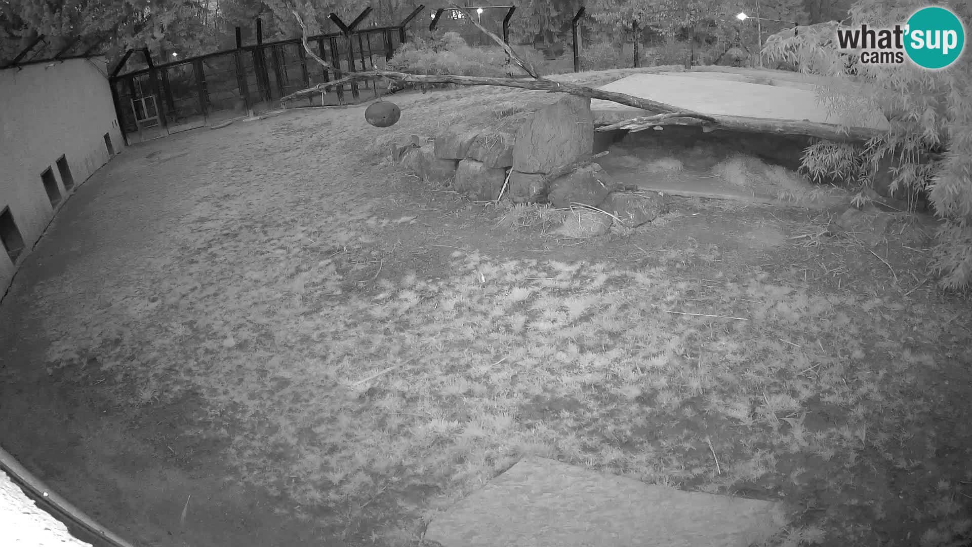 LEONE live Webcam nello zoo di Lubiana – Slovenia