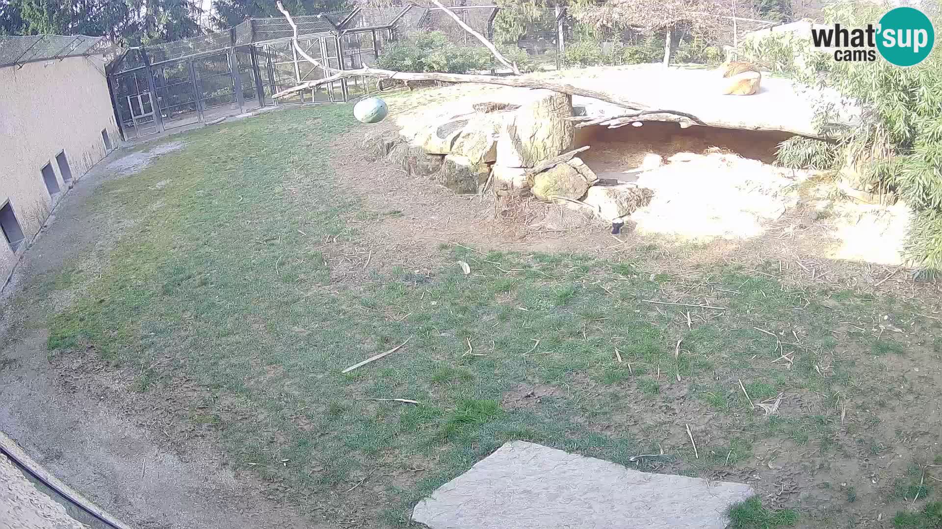 Lavovi web kamera uživo u ljubljanskom zoološkom vrtu – Slovenija