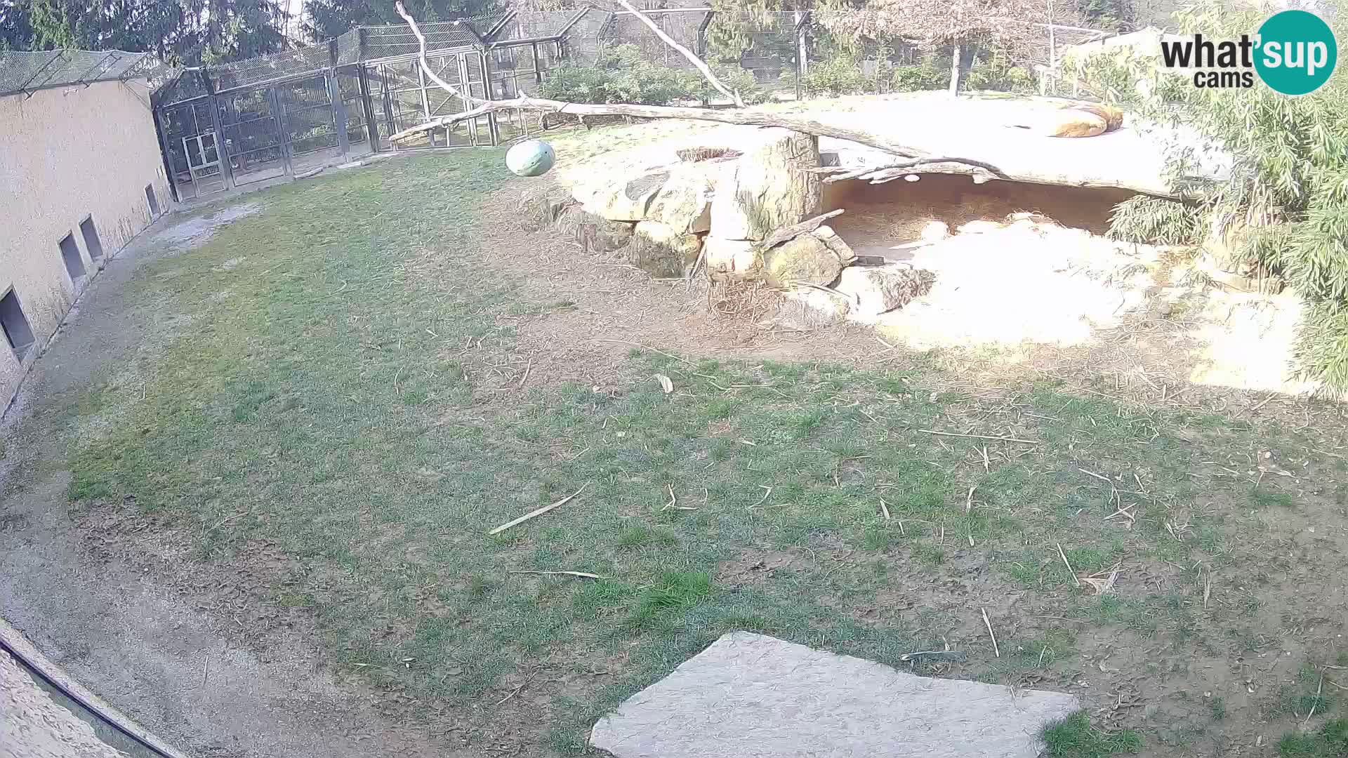LEVI spletna kamera v živalskem vrtu Ljubljana Zoo