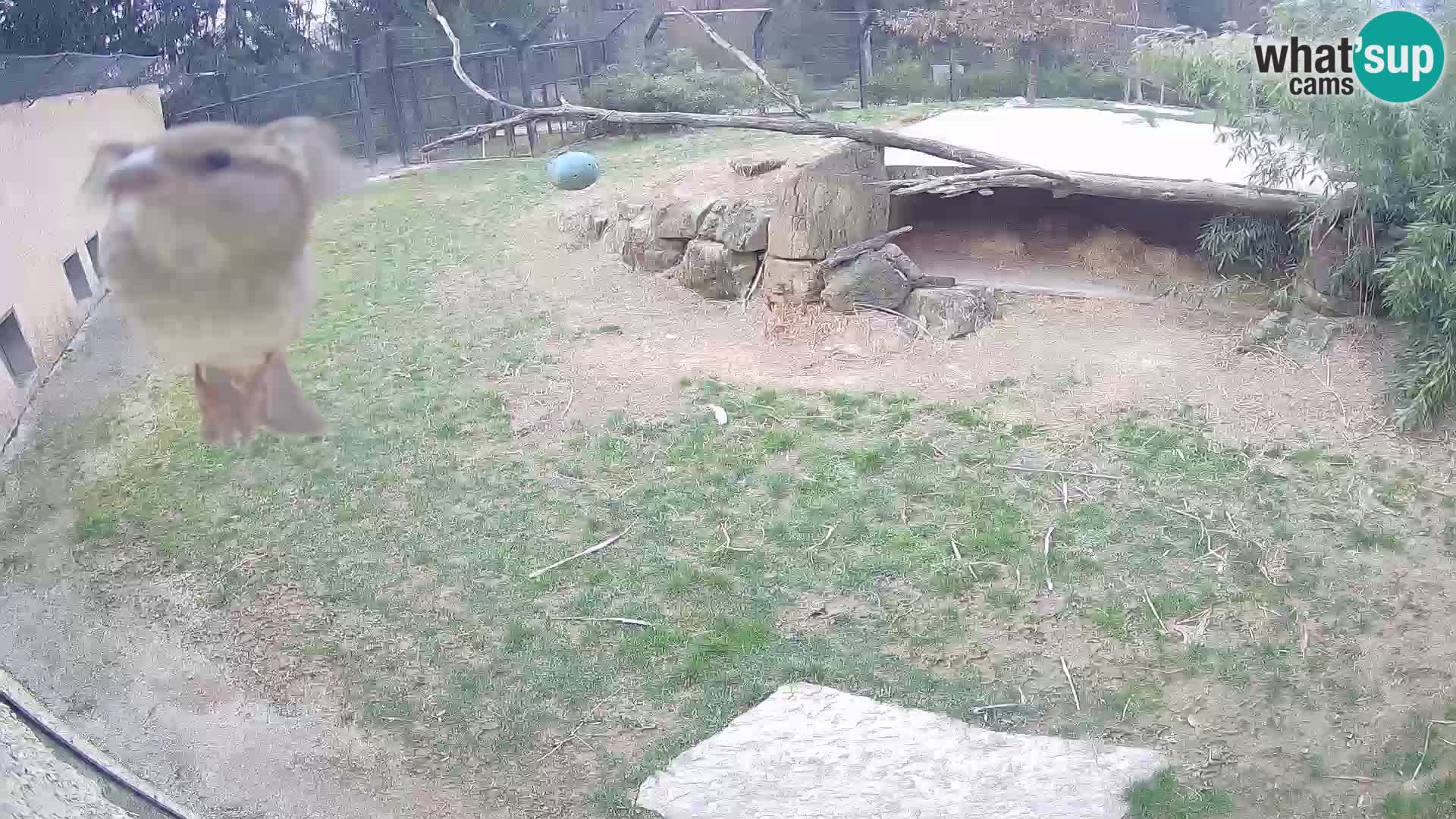 LEVI spletna kamera v živalskem vrtu Ljubljana Zoo