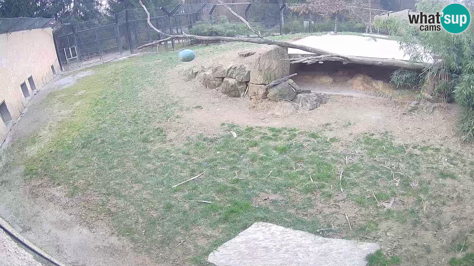 LEVI spletna kamera v živalskem vrtu Ljubljana Zoo