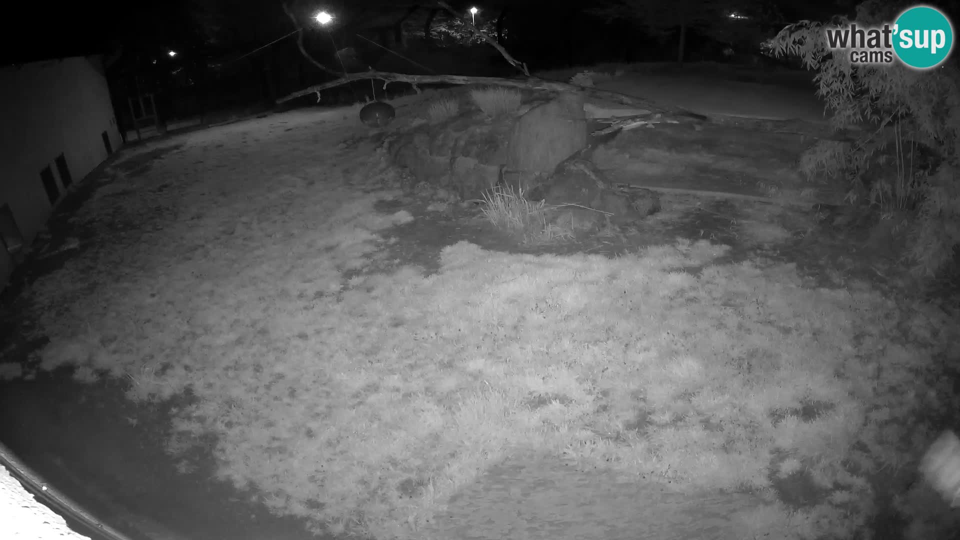 LION live Webcam in Ljubljana Zoo – Slovenia