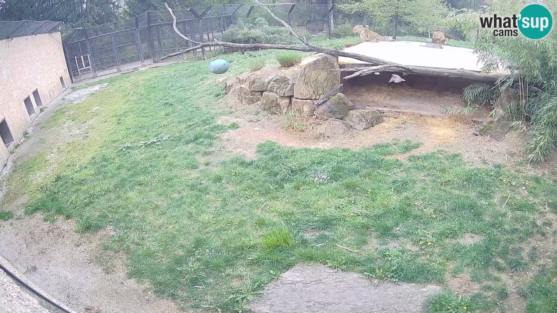 LEONE live Webcam nello zoo di Lubiana – Slovenia