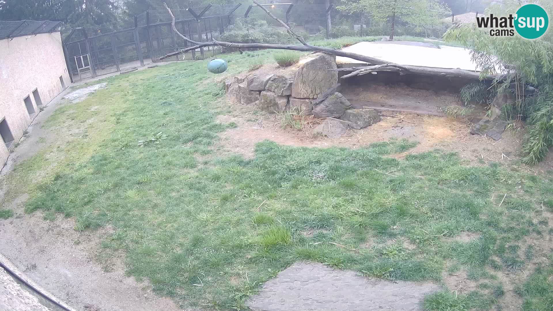 LEON Webcam en vivo en Ljubljana Zoo – Eslovenia