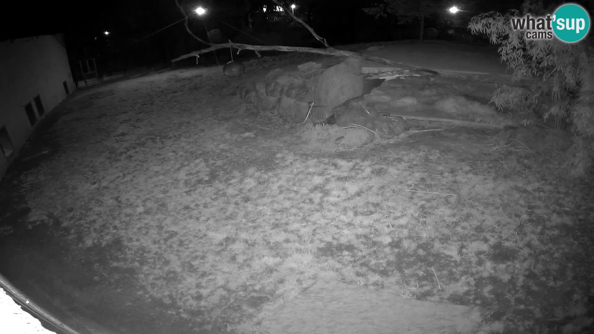 LEVI spletna kamera v živalskem vrtu Ljubljana Zoo