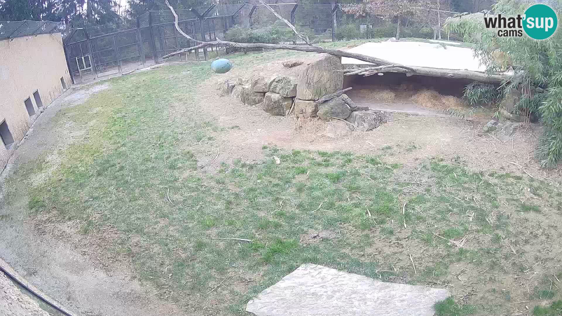 LEONE live Webcam nello zoo di Lubiana – Slovenia