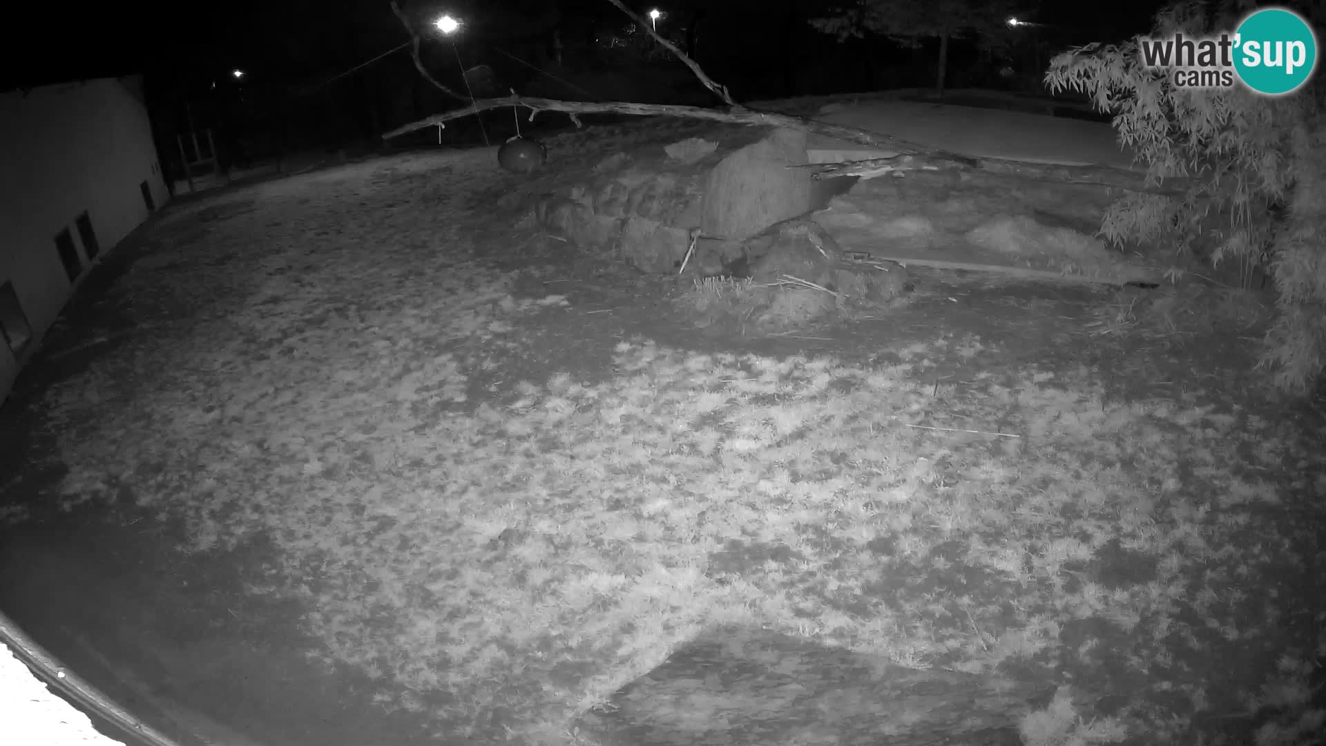 LION live Webcam in Ljubljana Zoo – Slovenia