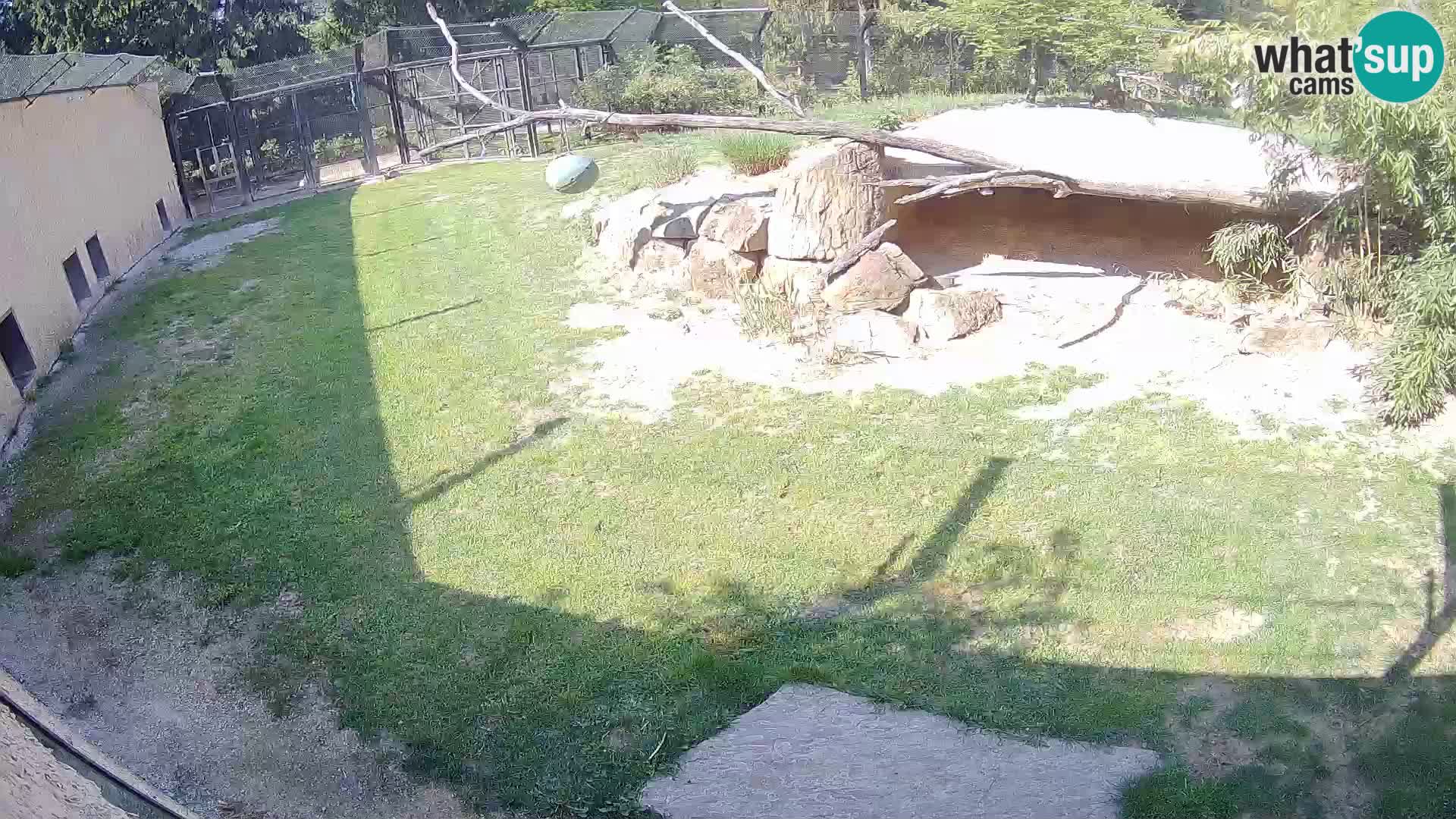 LION webcam en direct du zoo de Ljubljana – Slovénie