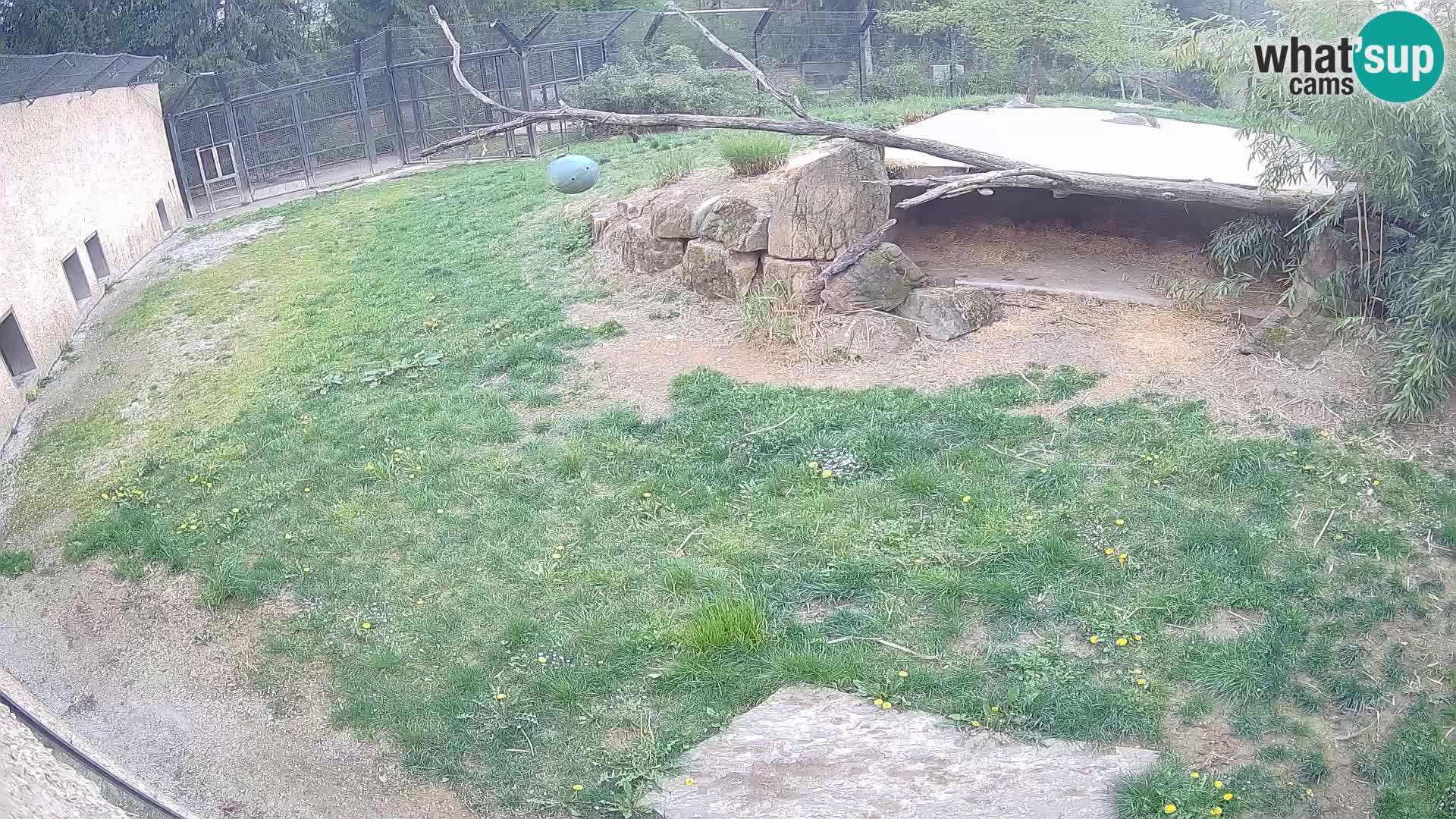LION webcam en direct du zoo de Ljubljana – Slovénie