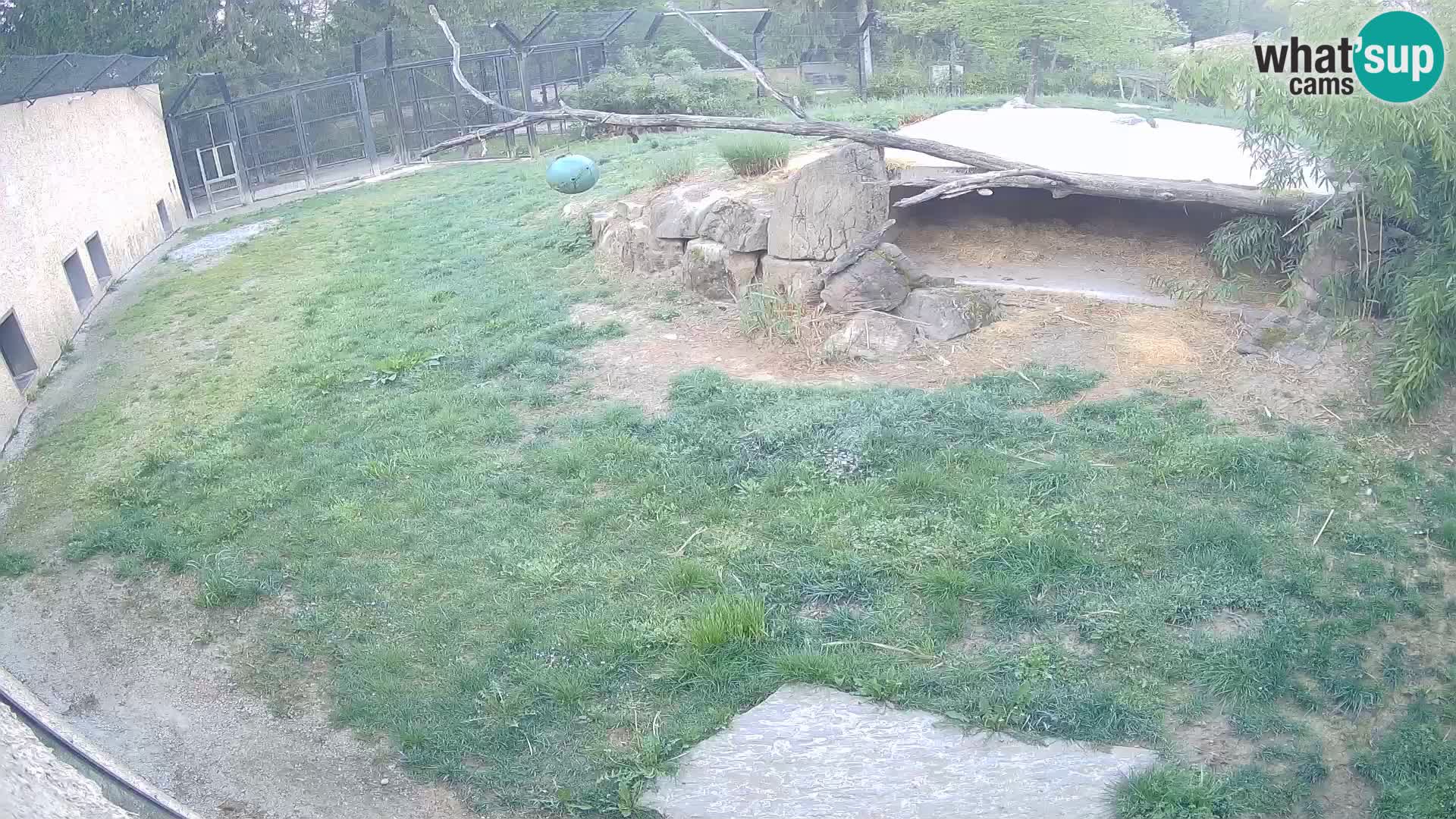 LEON Webcam en vivo en Ljubljana Zoo – Eslovenia