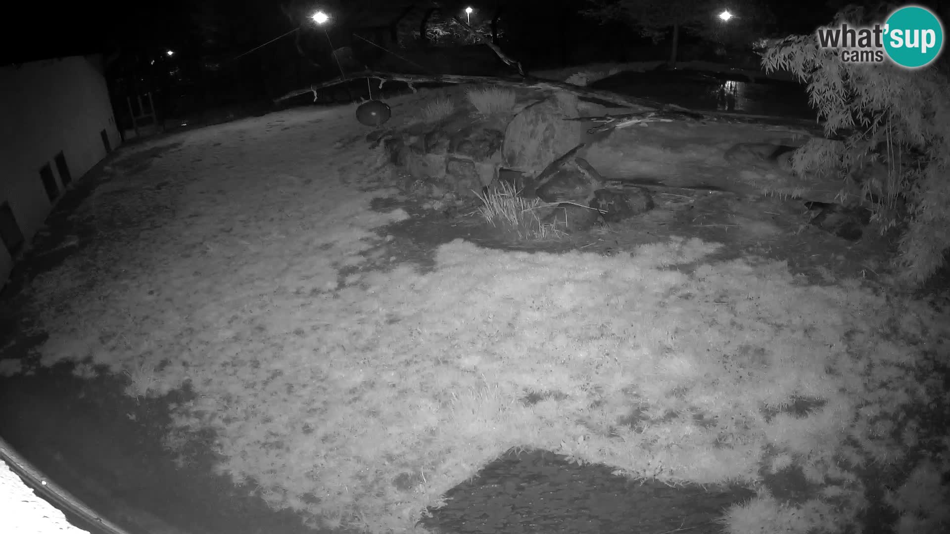 LEON Webcam en vivo en Ljubljana Zoo – Eslovenia