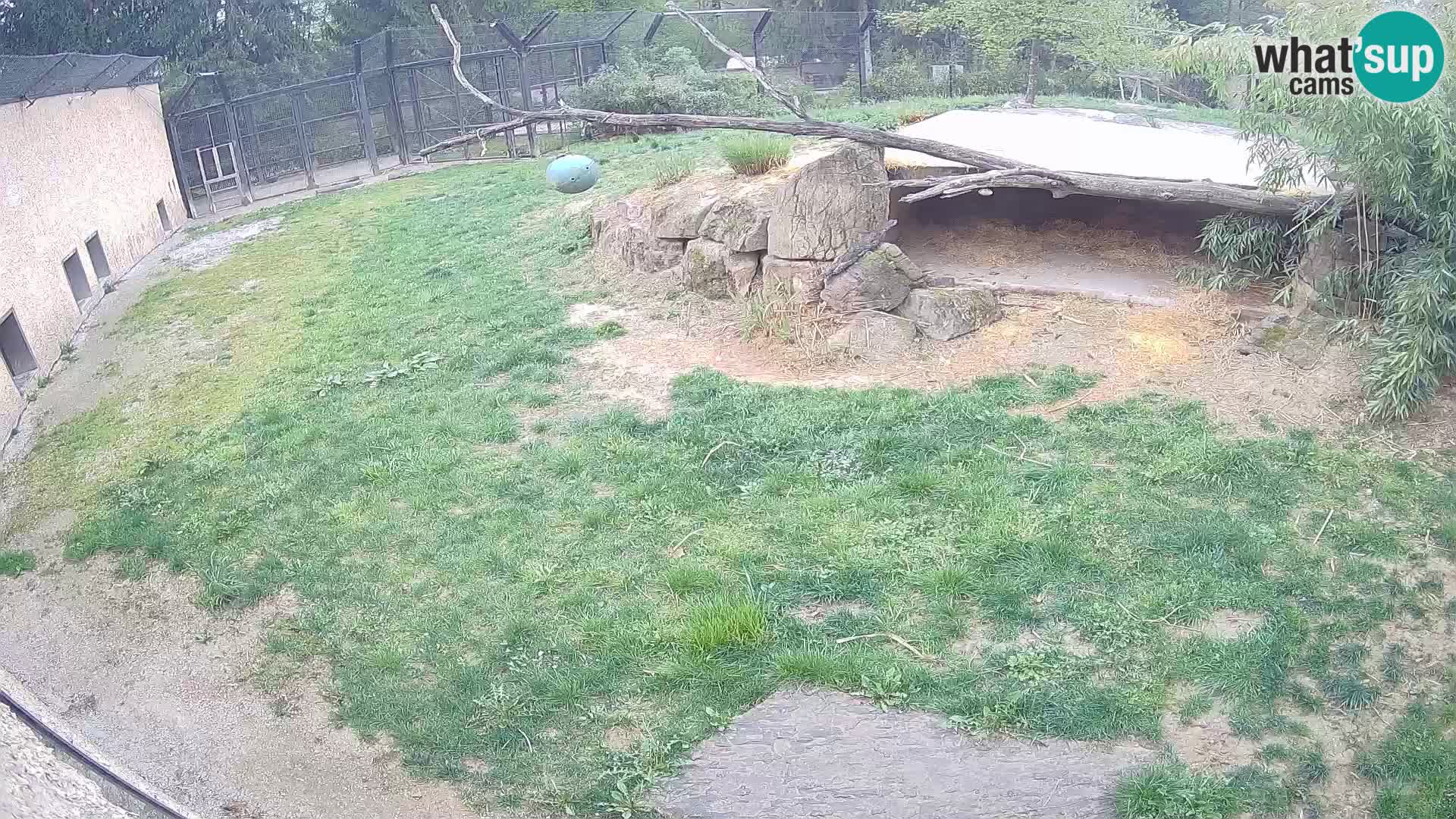 Lavovi web kamera uživo u ljubljanskom zoološkom vrtu – Slovenija