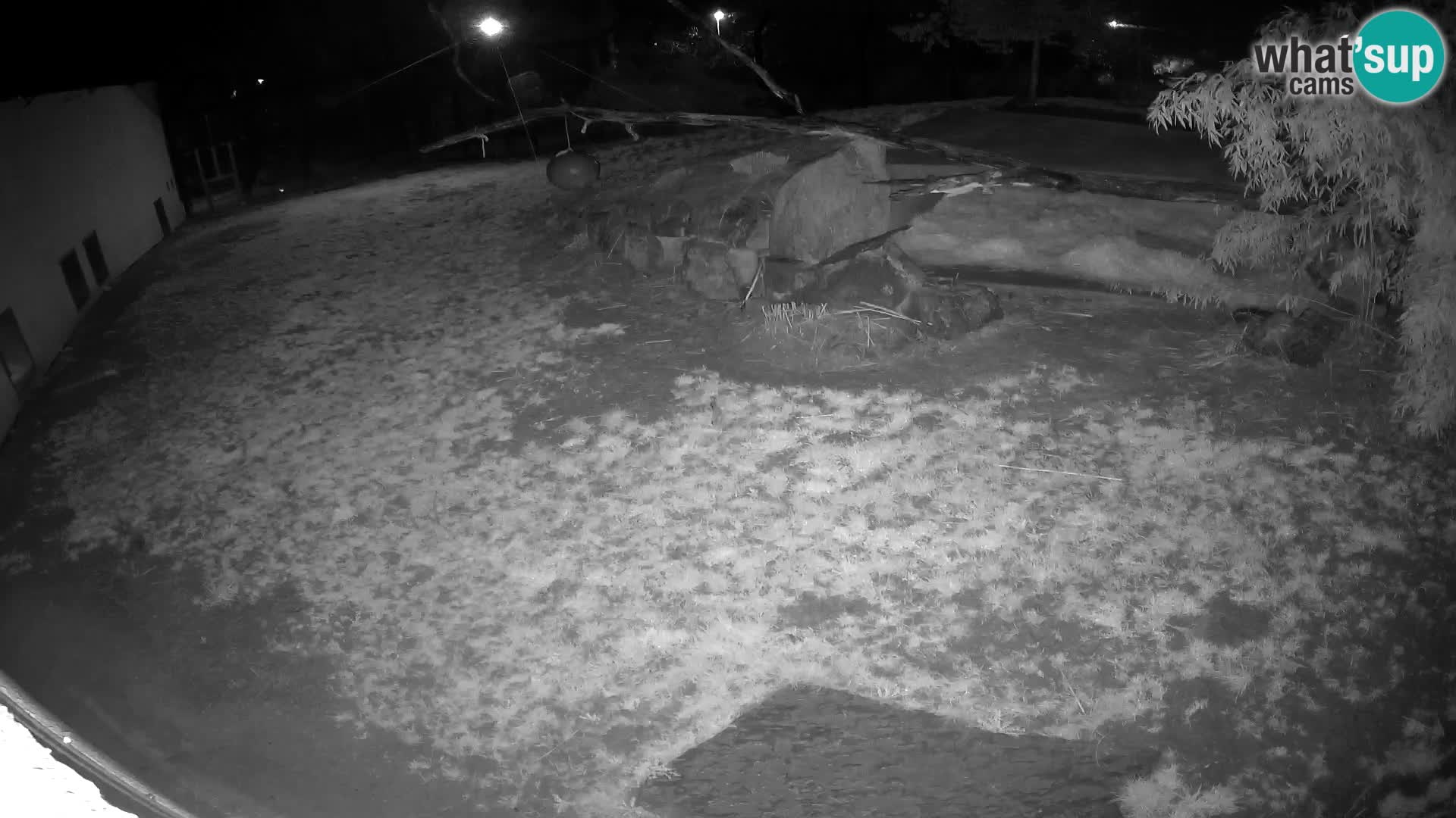 LEONE live Webcam nello zoo di Lubiana – Slovenia