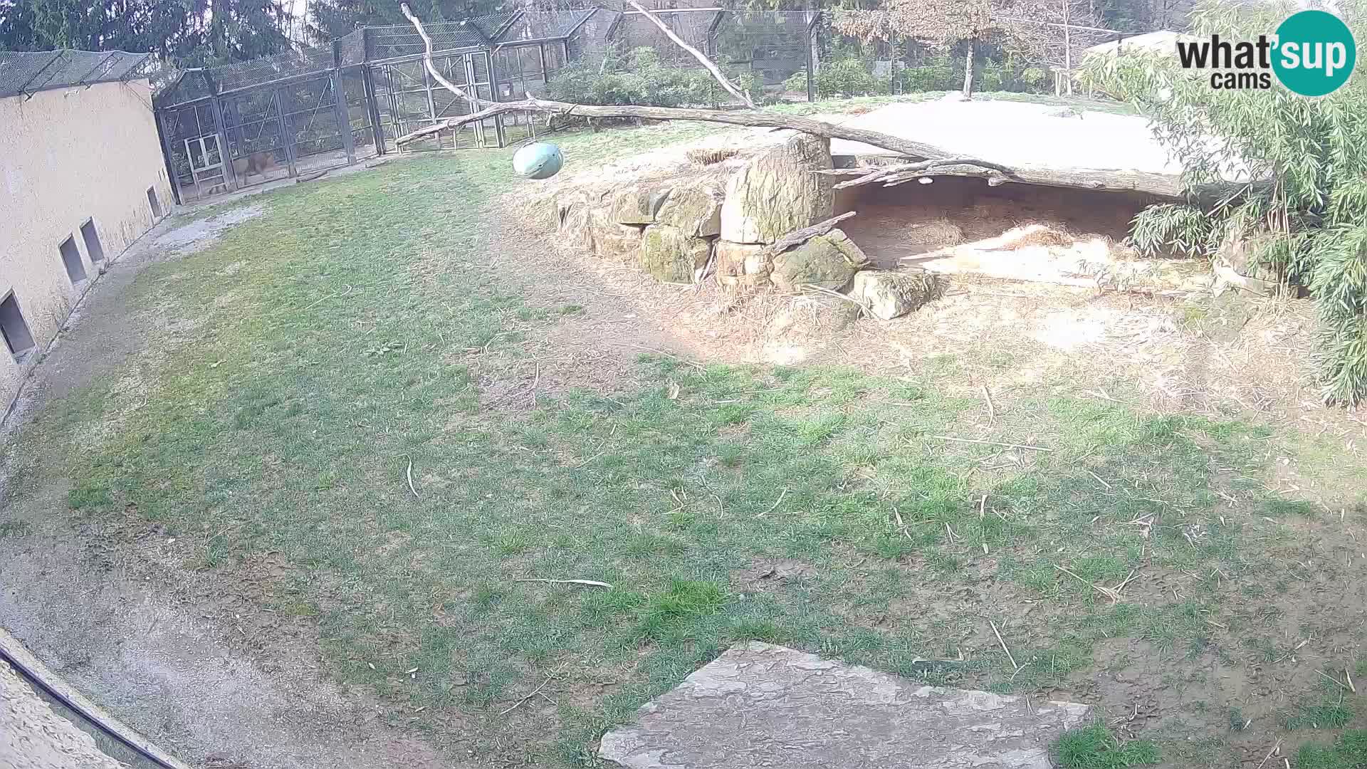 LEONE live Webcam nello zoo di Lubiana – Slovenia