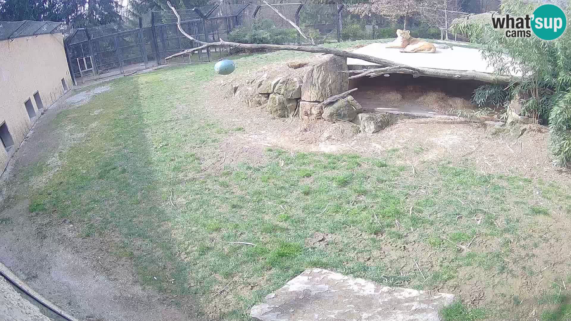 LION live Webcam in Ljubljana Zoo – Slovenia