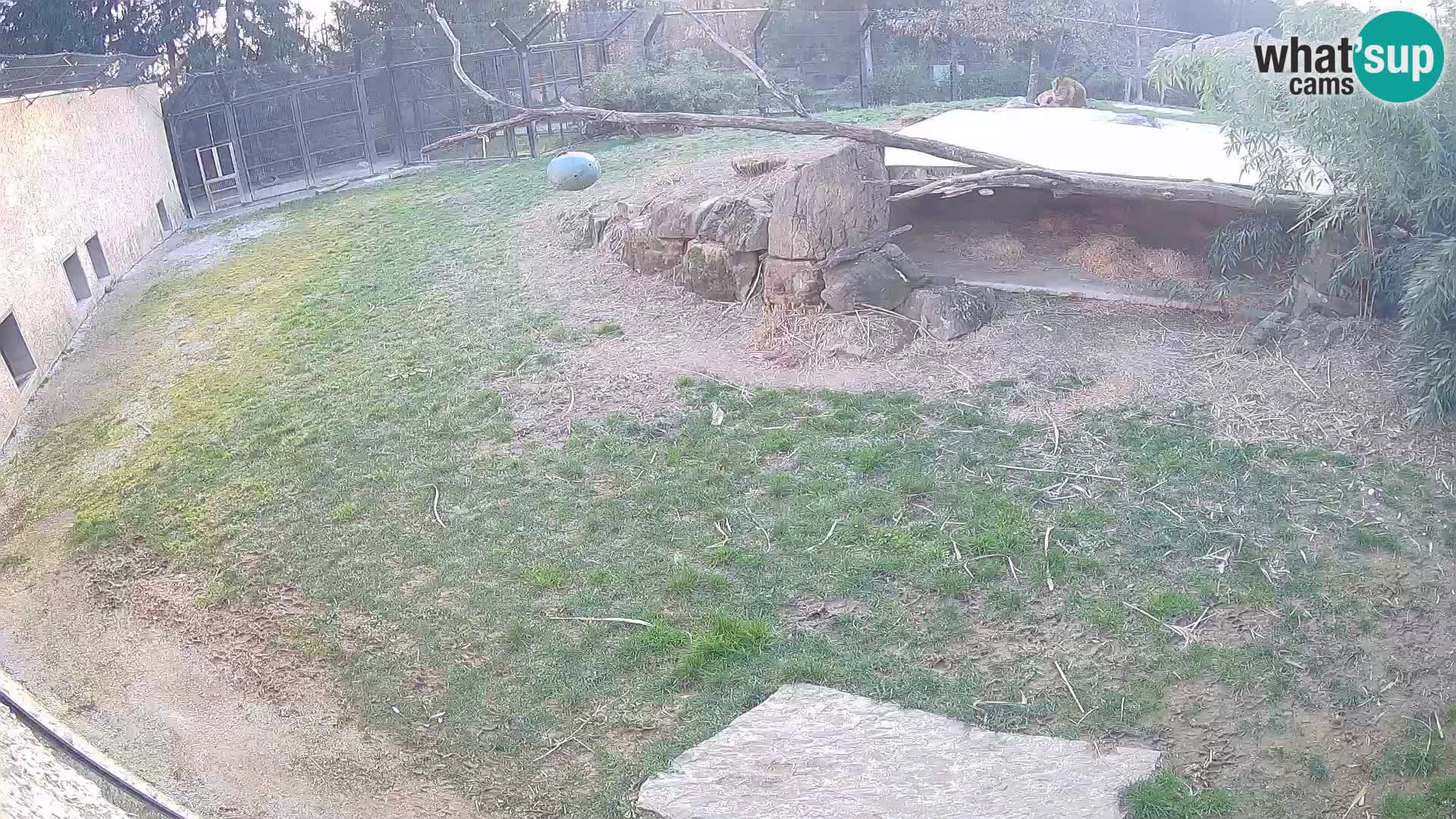 Löwe live Webcam im Zoo von Ljubljana – Slowenien