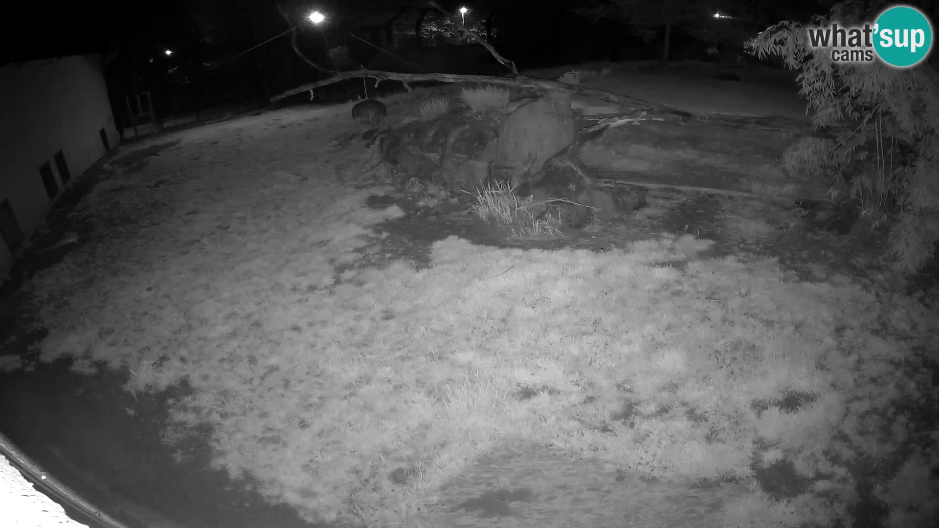 Löwe live Webcam im Zoo von Ljubljana – Slowenien