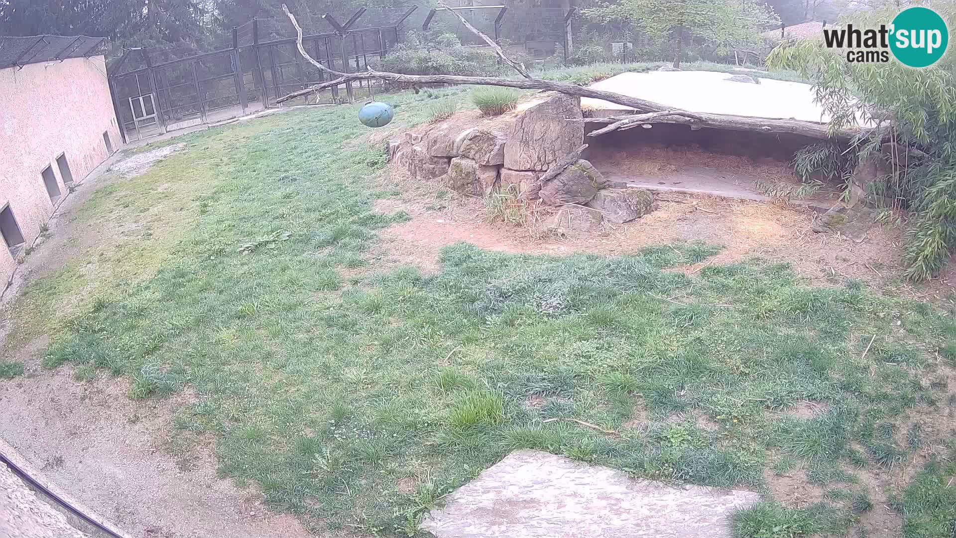 Lavovi web kamera uživo u ljubljanskom zoološkom vrtu – Slovenija