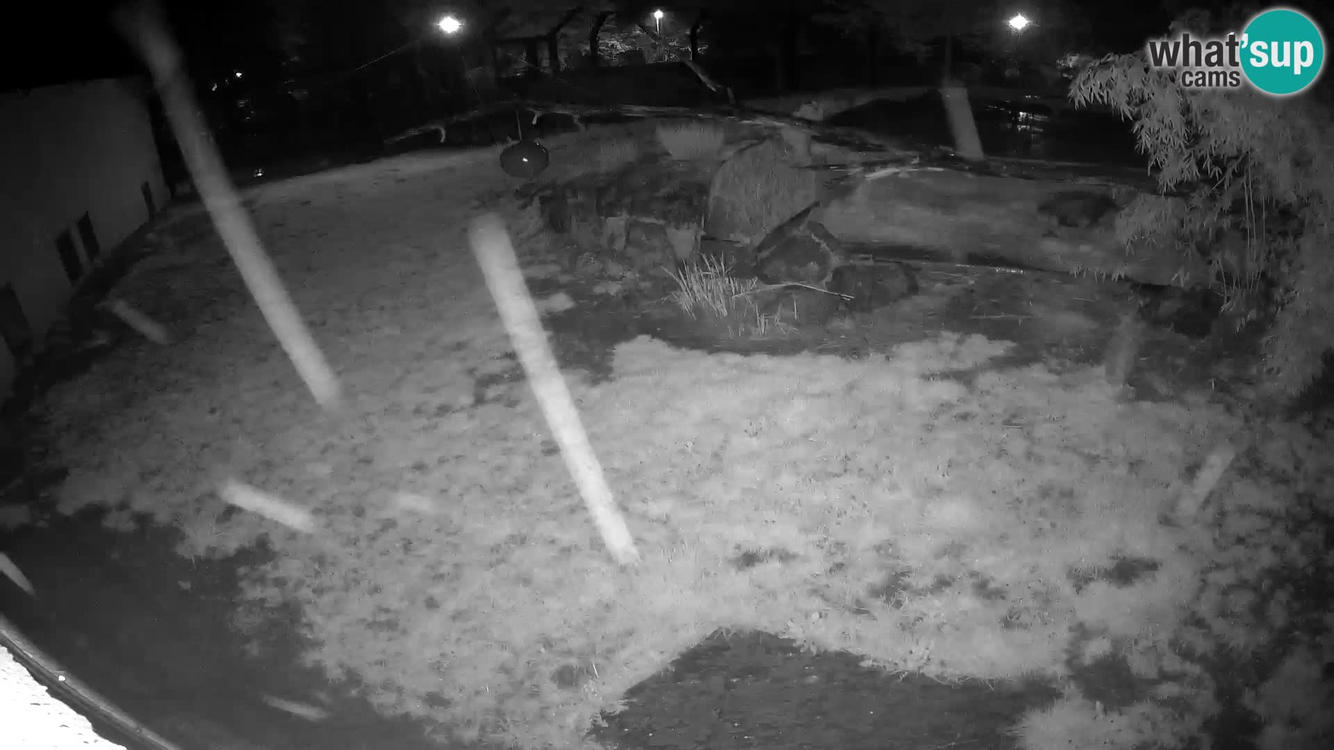 LION webcam en direct du zoo de Ljubljana – Slovénie