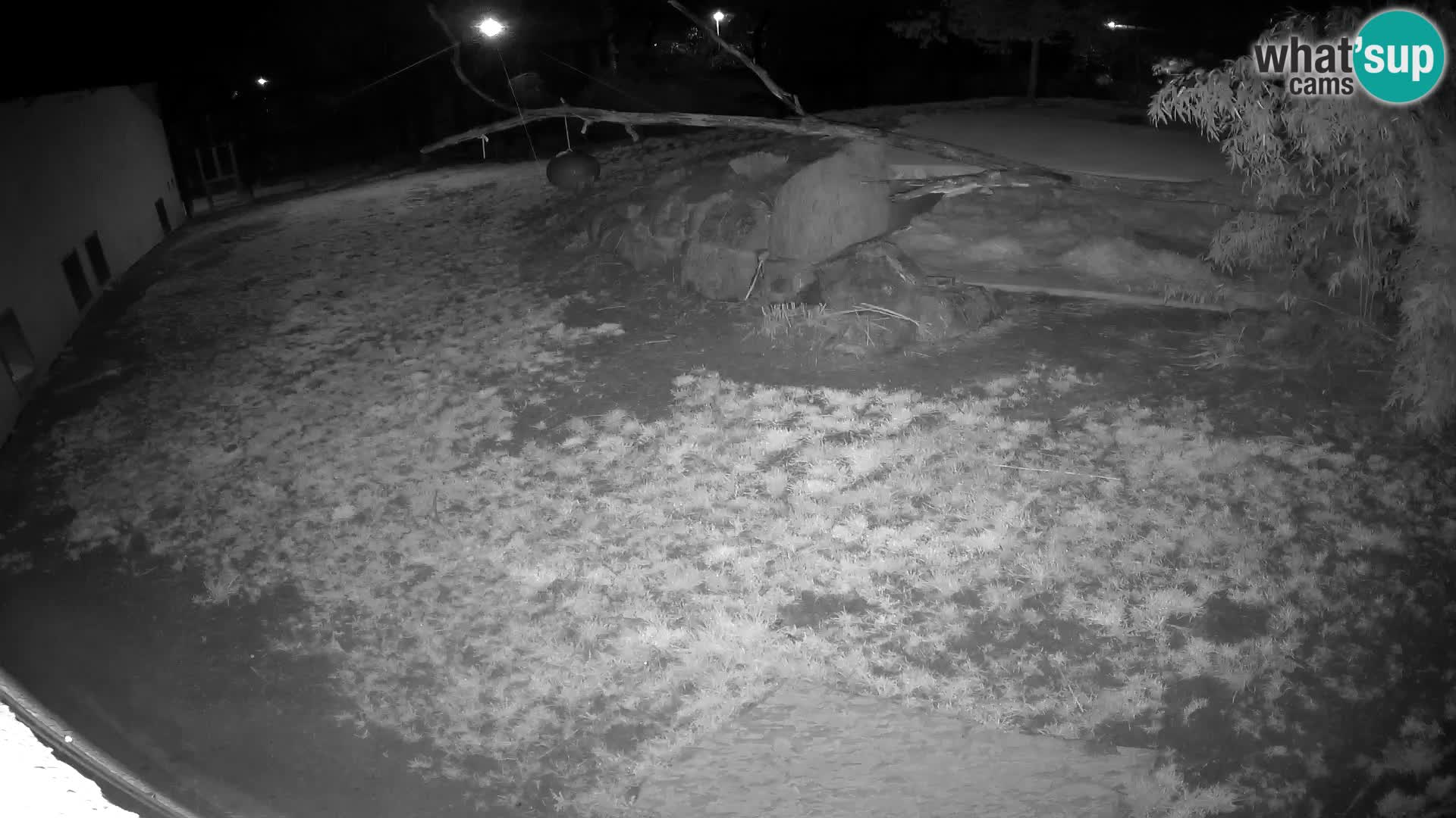 LION live Webcam in Ljubljana Zoo – Slovenia