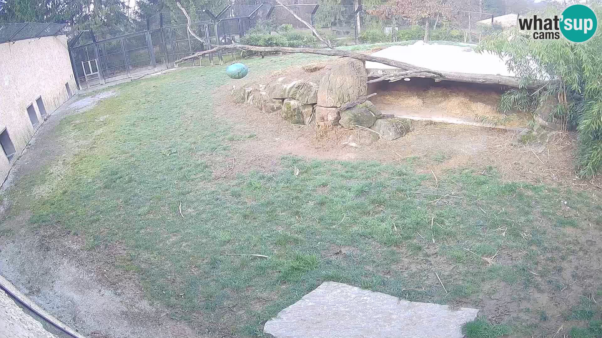 LION live Webcam in Ljubljana Zoo – Slovenia