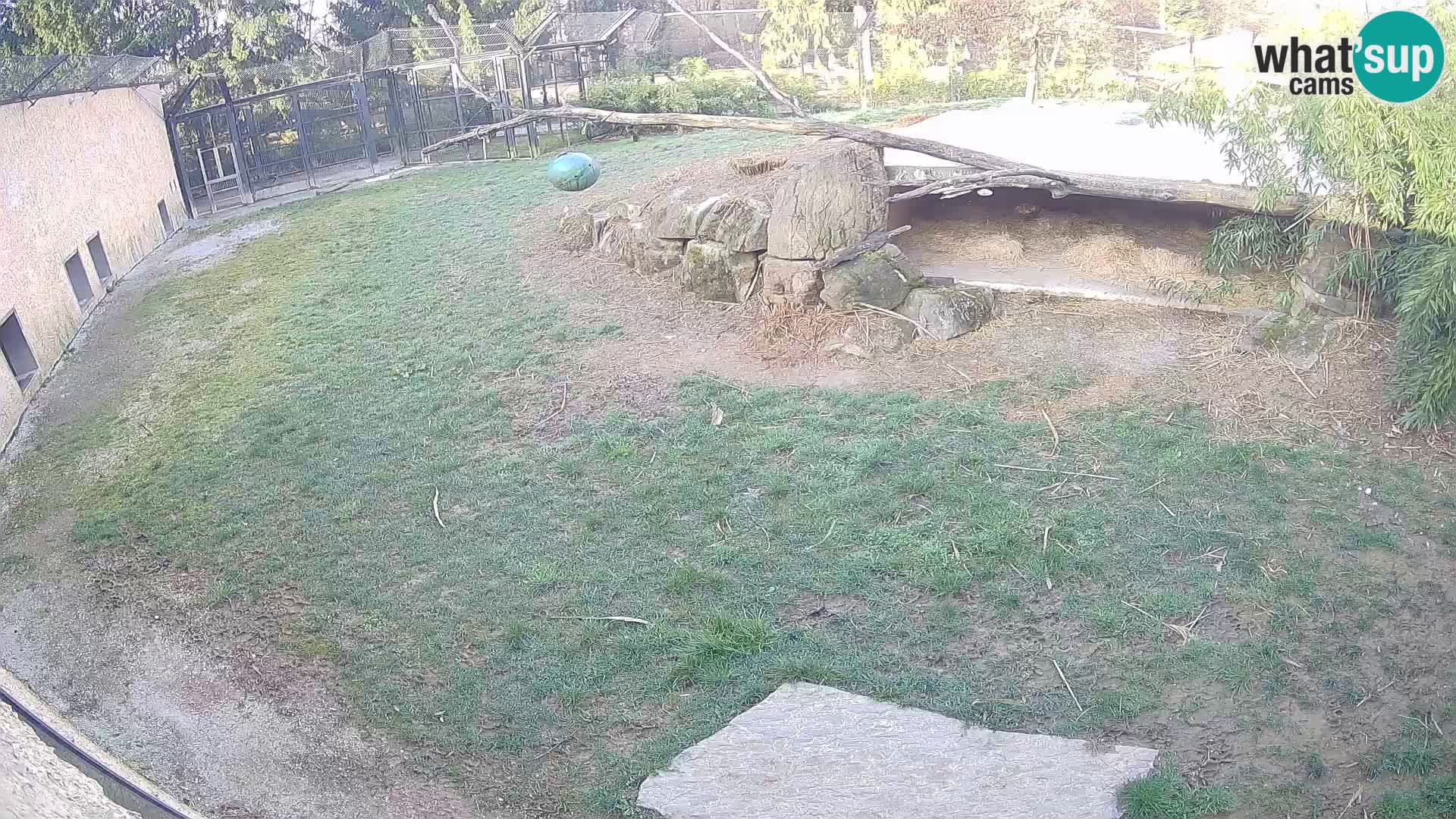 LION live Webcam in Ljubljana Zoo – Slovenia