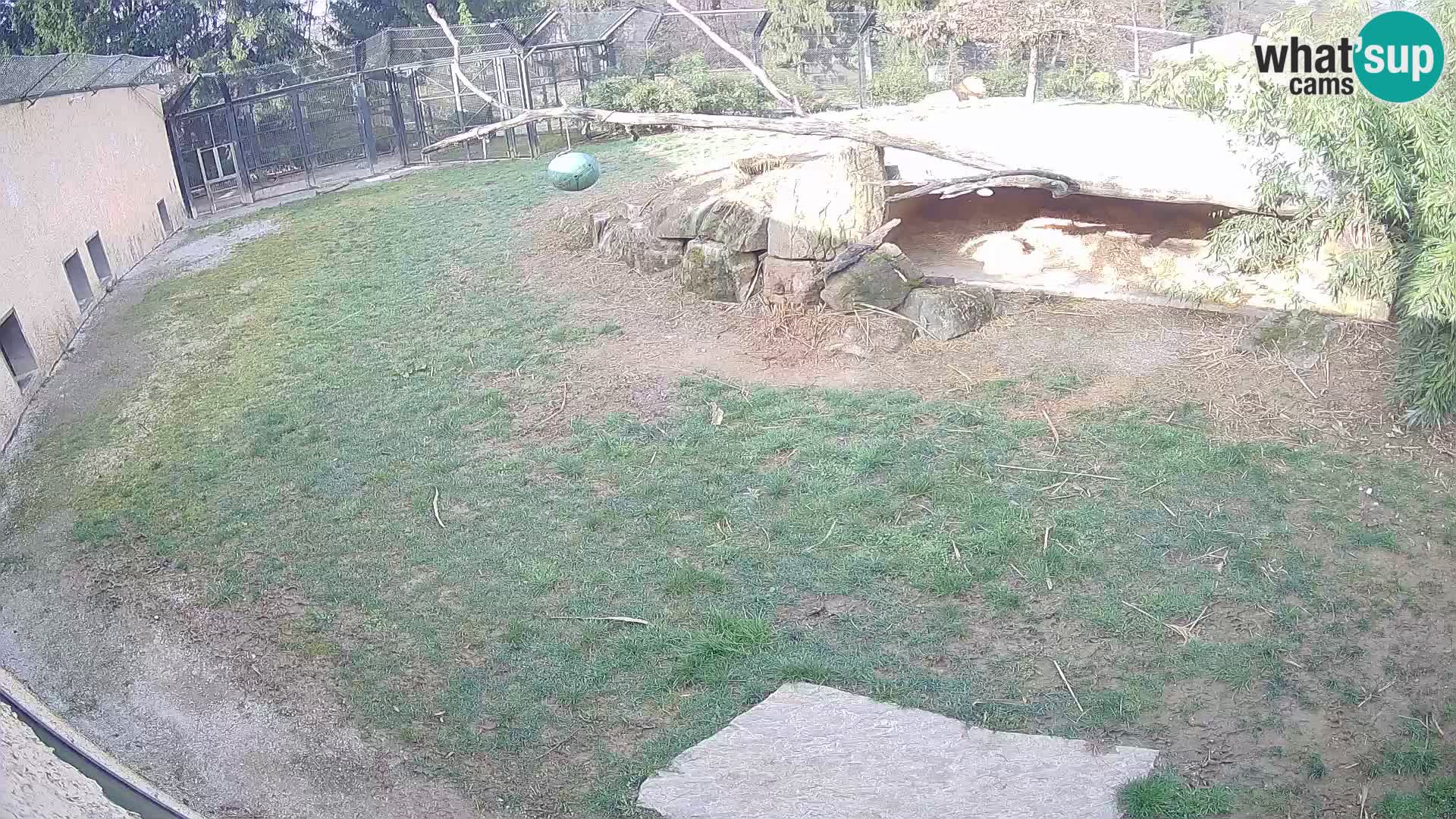 LEVI spletna kamera v živalskem vrtu Ljubljana Zoo