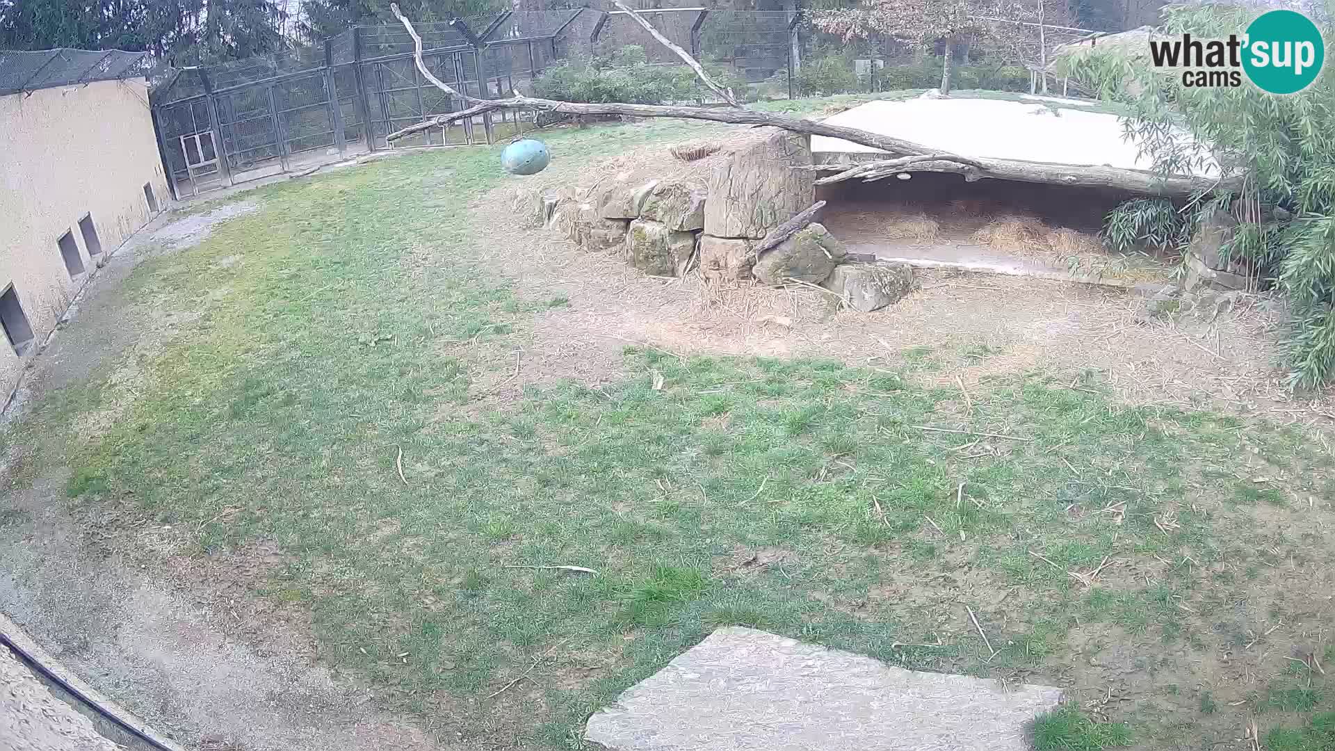 LEVI spletna kamera v živalskem vrtu Ljubljana Zoo