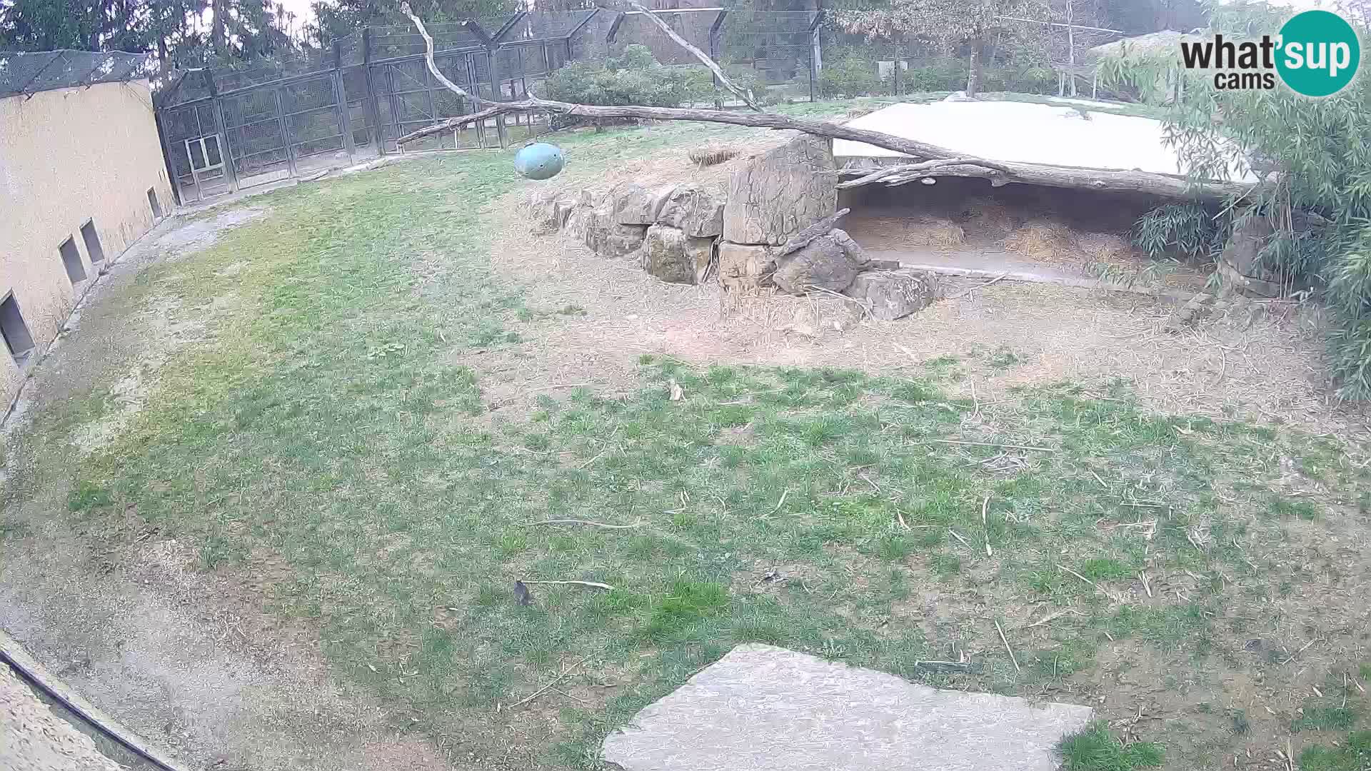 LION webcam en direct du zoo de Ljubljana – Slovénie