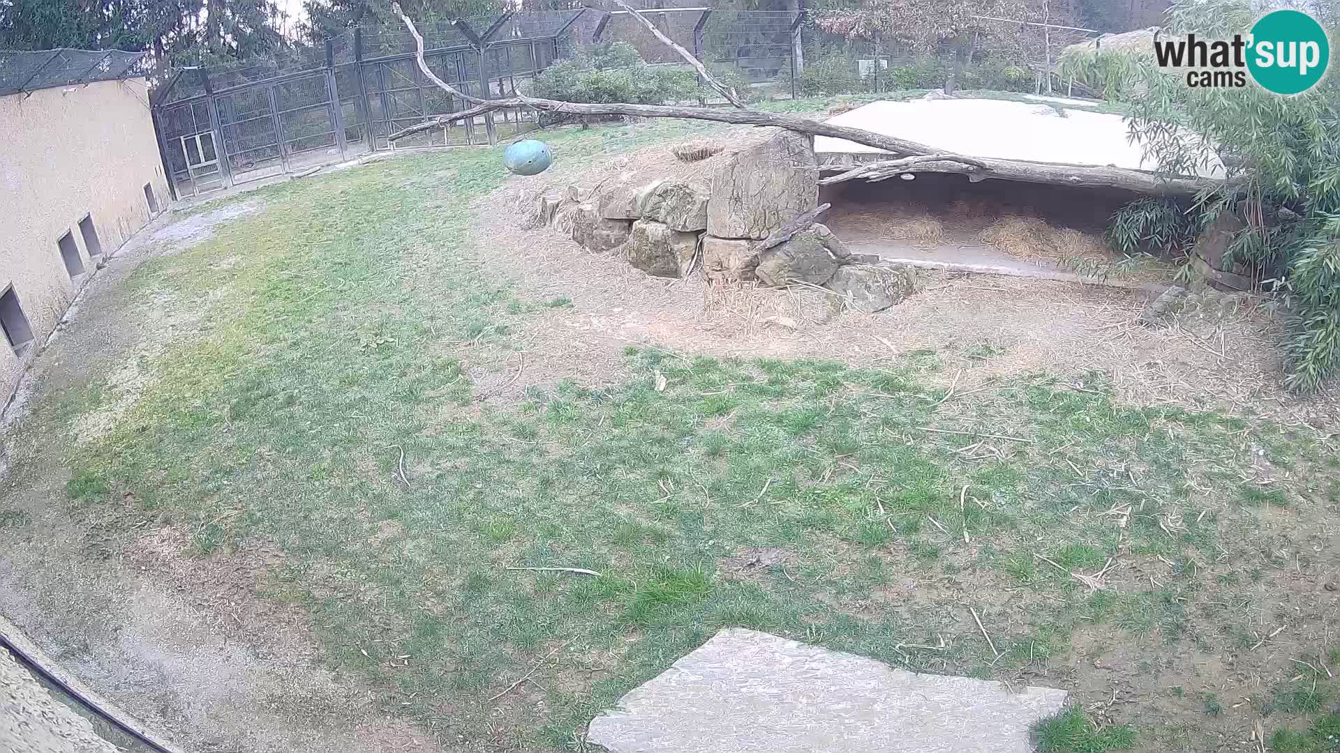 LION live Webcam in Ljubljana Zoo – Slovenia