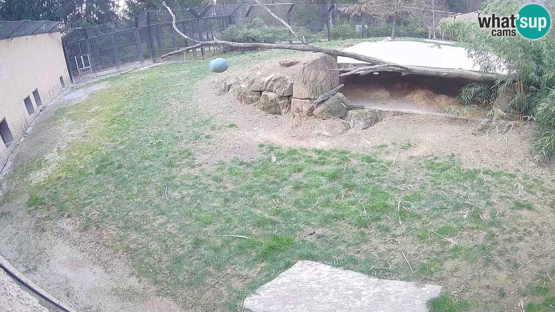 LION live Webcam in Ljubljana Zoo – Slovenia