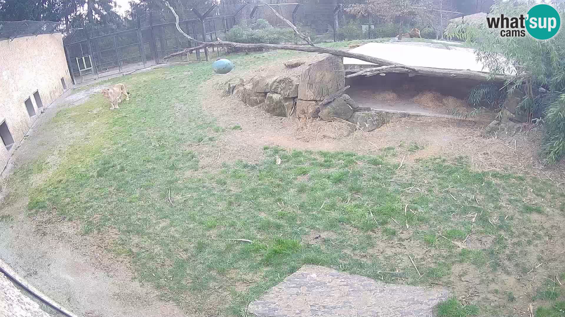 LION live Webcam in Ljubljana Zoo – Slovenia