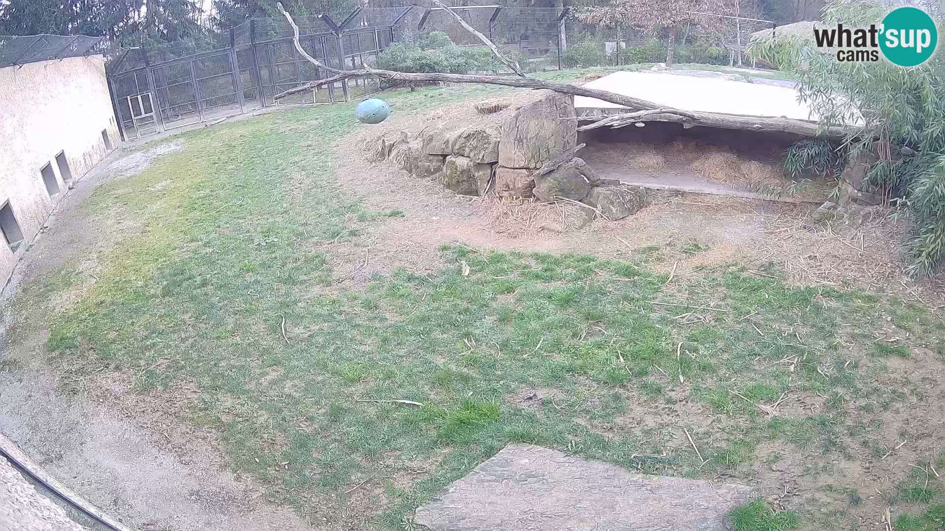LEONE live Webcam nello zoo di Lubiana – Slovenia