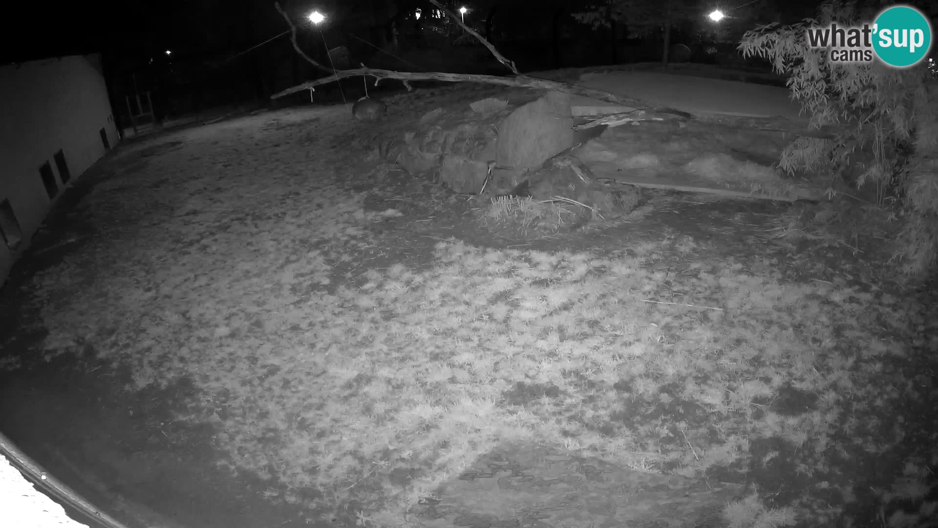 LEONE live Webcam nello zoo di Lubiana – Slovenia