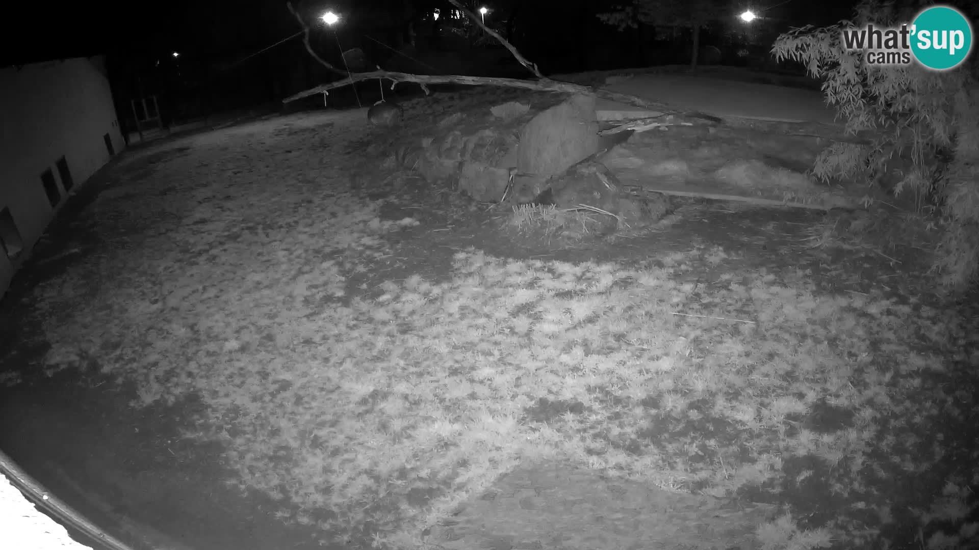 LEONE live Webcam nello zoo di Lubiana – Slovenia