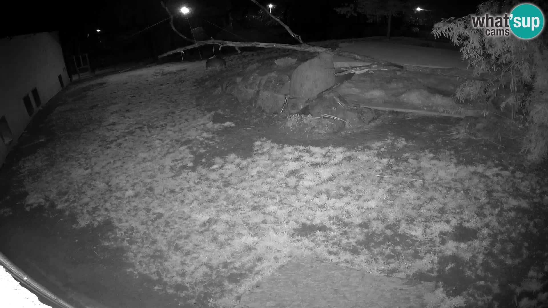 LEVI spletna kamera v živalskem vrtu Ljubljana Zoo