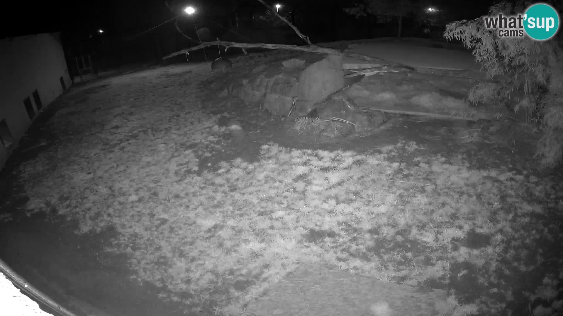 LION live Webcam in Ljubljana Zoo – Slovenia