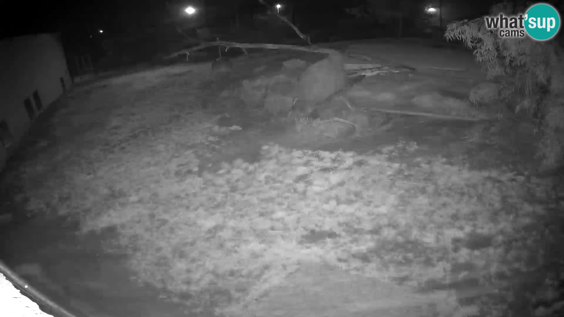 LION live Webcam in Ljubljana Zoo – Slovenia