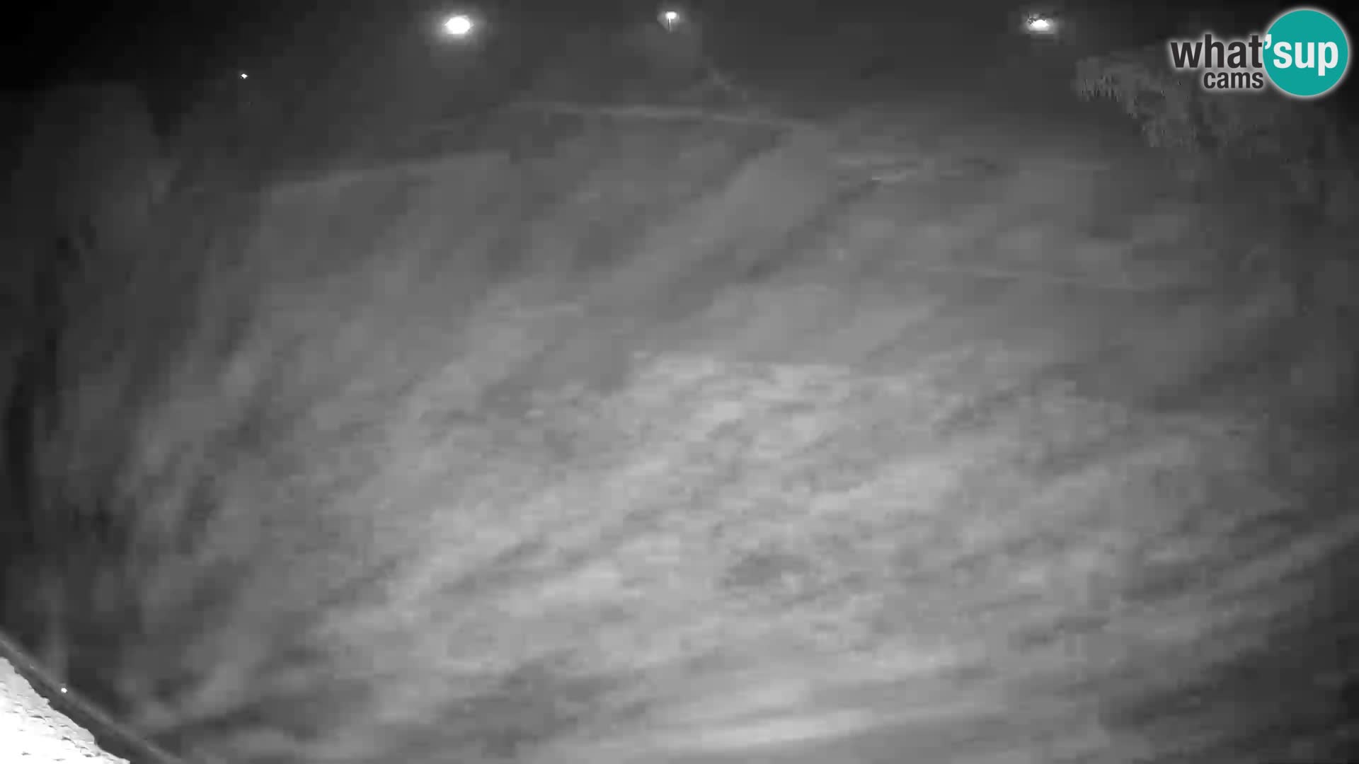 LION live Webcam in Ljubljana Zoo – Slovenia