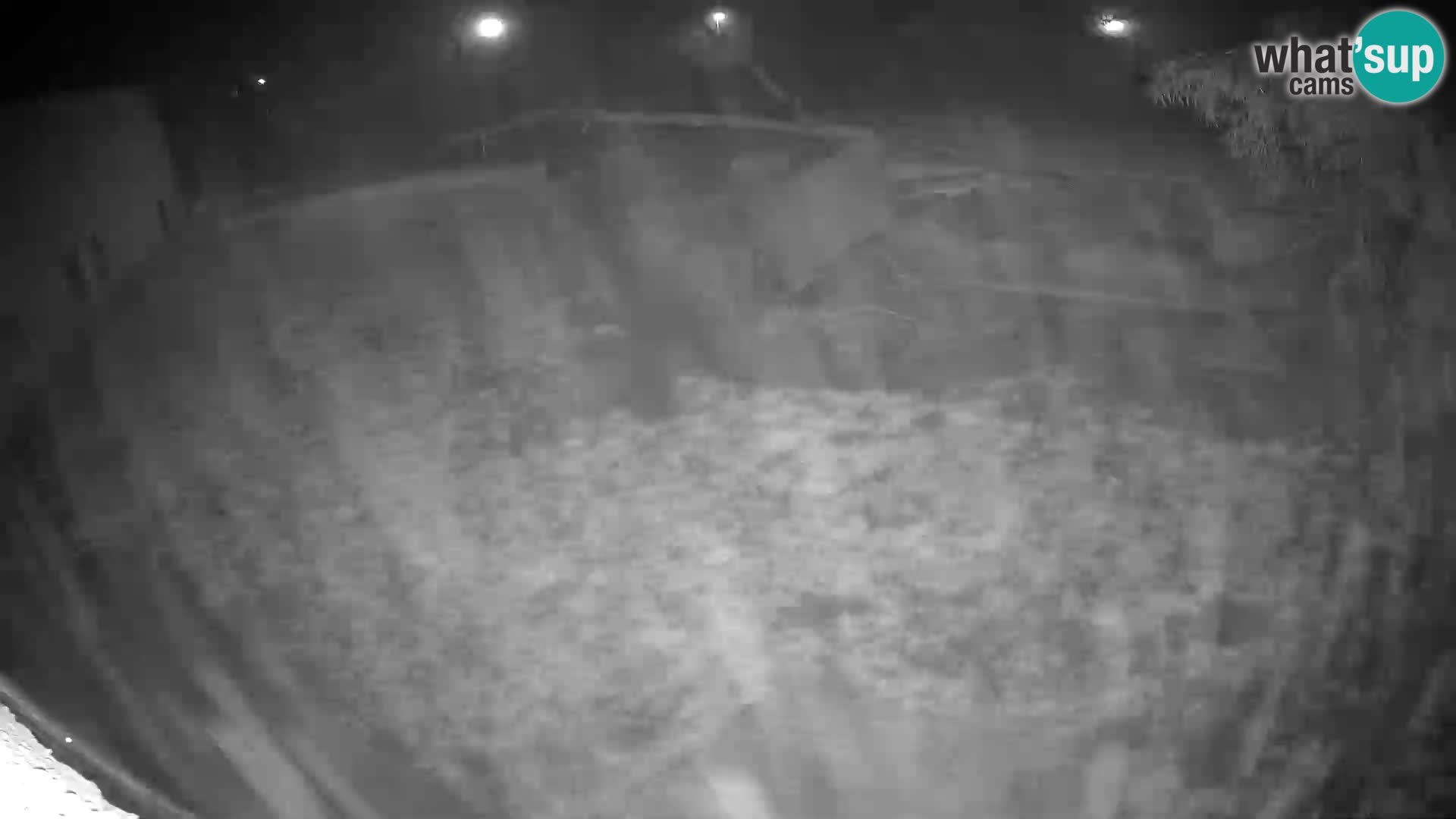 LION live Webcam in Ljubljana Zoo – Slovenia