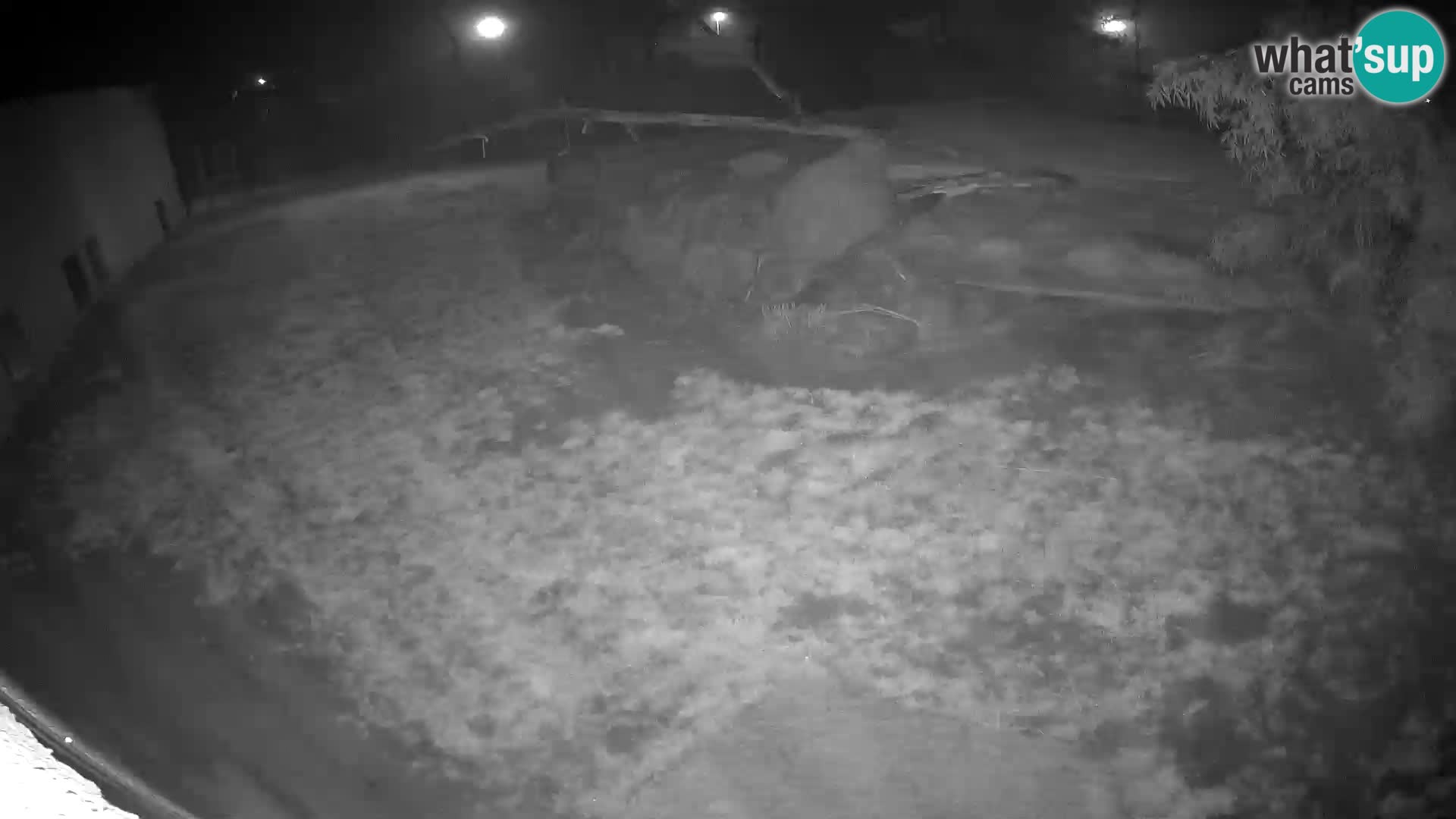 LION live Webcam in Ljubljana Zoo – Slovenia