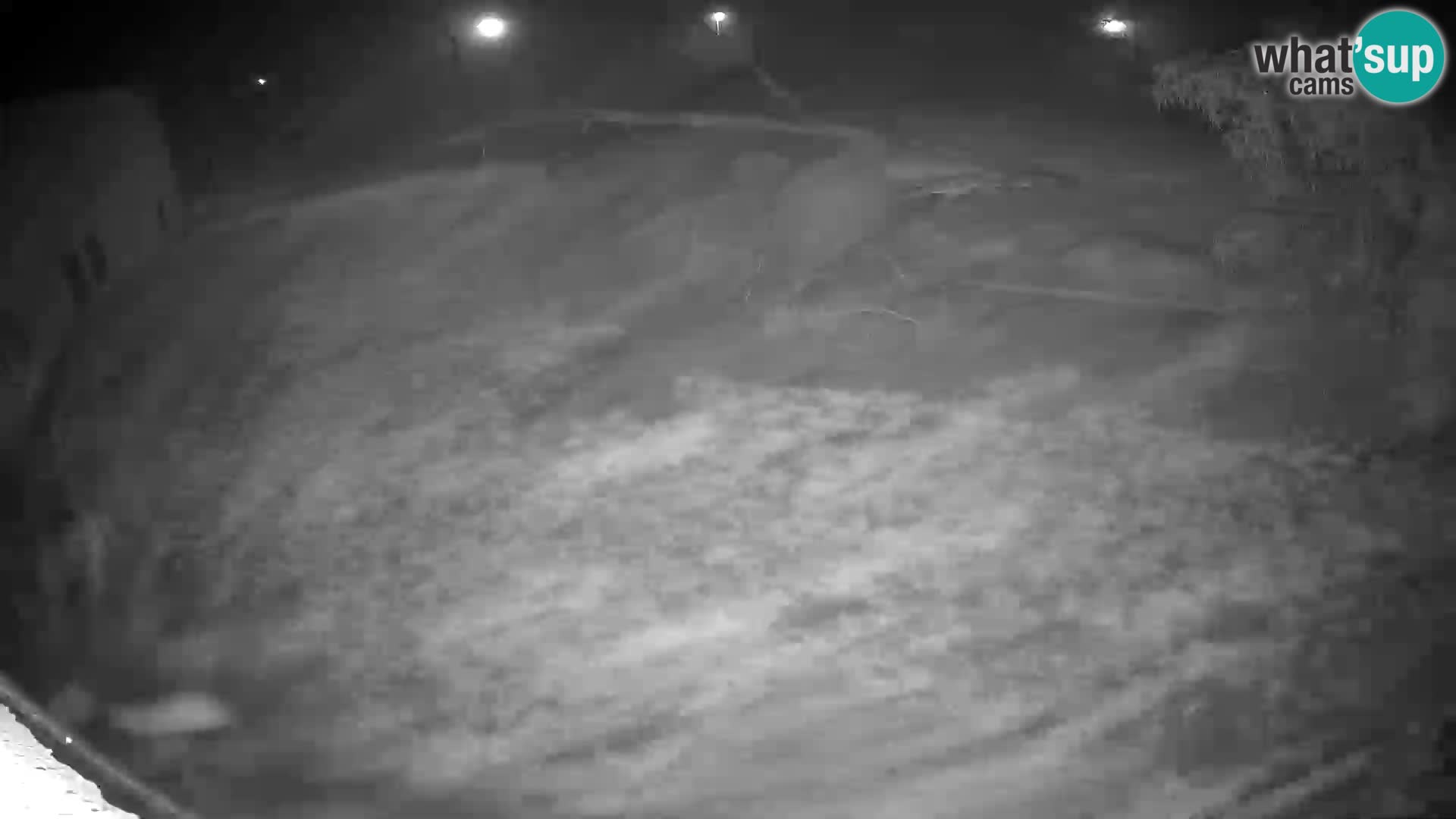 LION live Webcam in Ljubljana Zoo – Slovenia