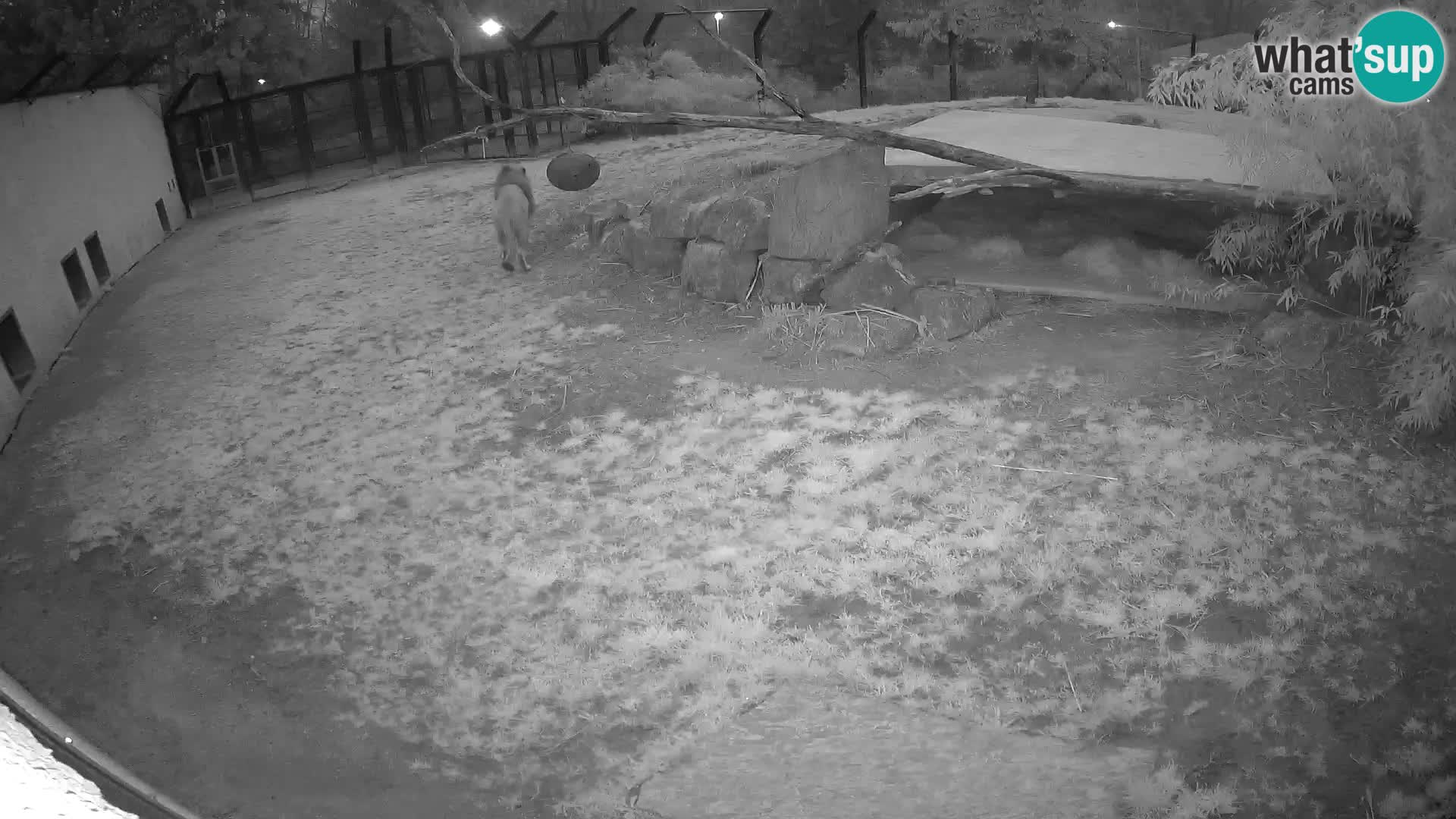 LEON Webcam en vivo en Ljubljana Zoo – Eslovenia