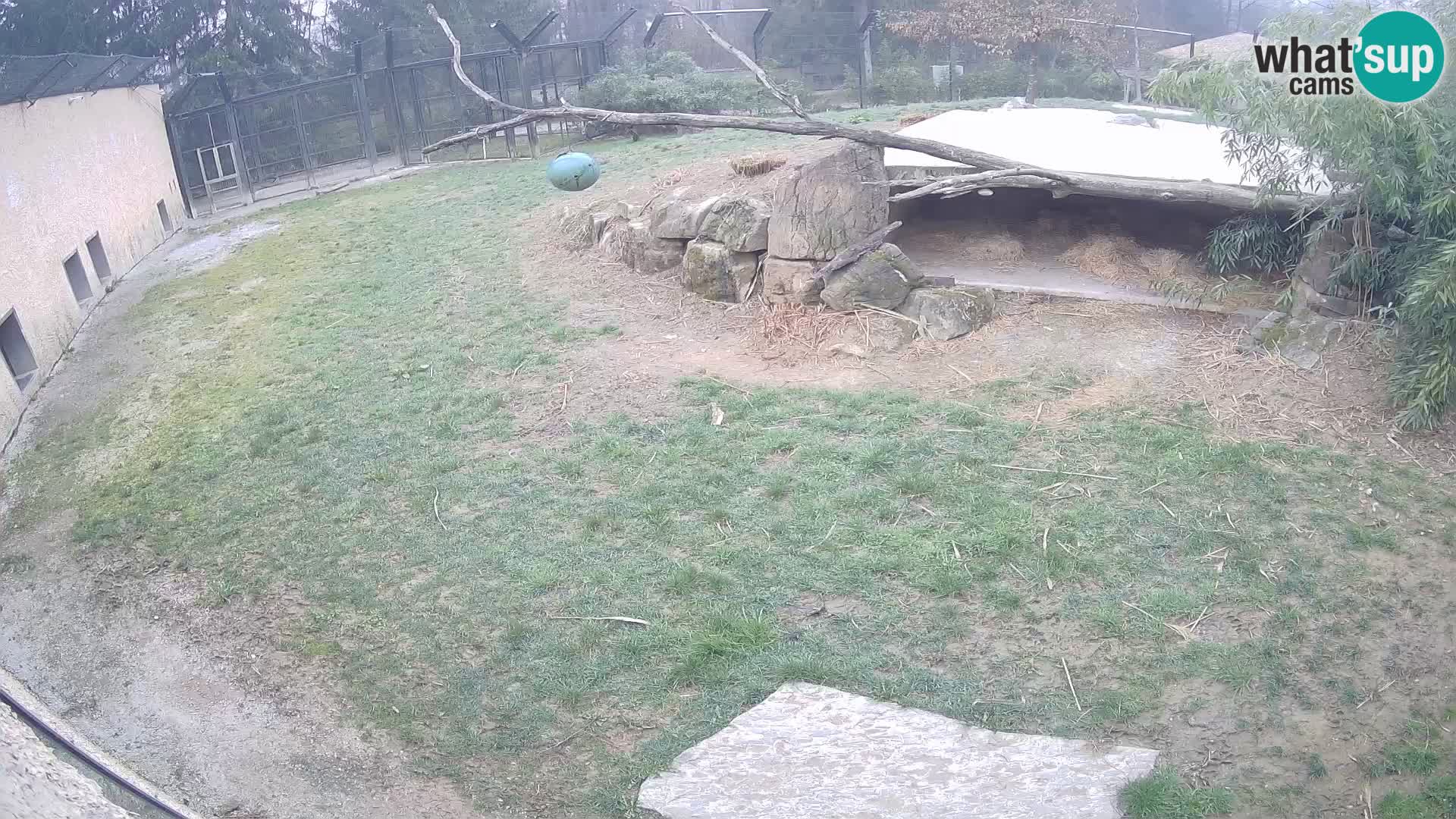 LEON Webcam en vivo en Ljubljana Zoo – Eslovenia