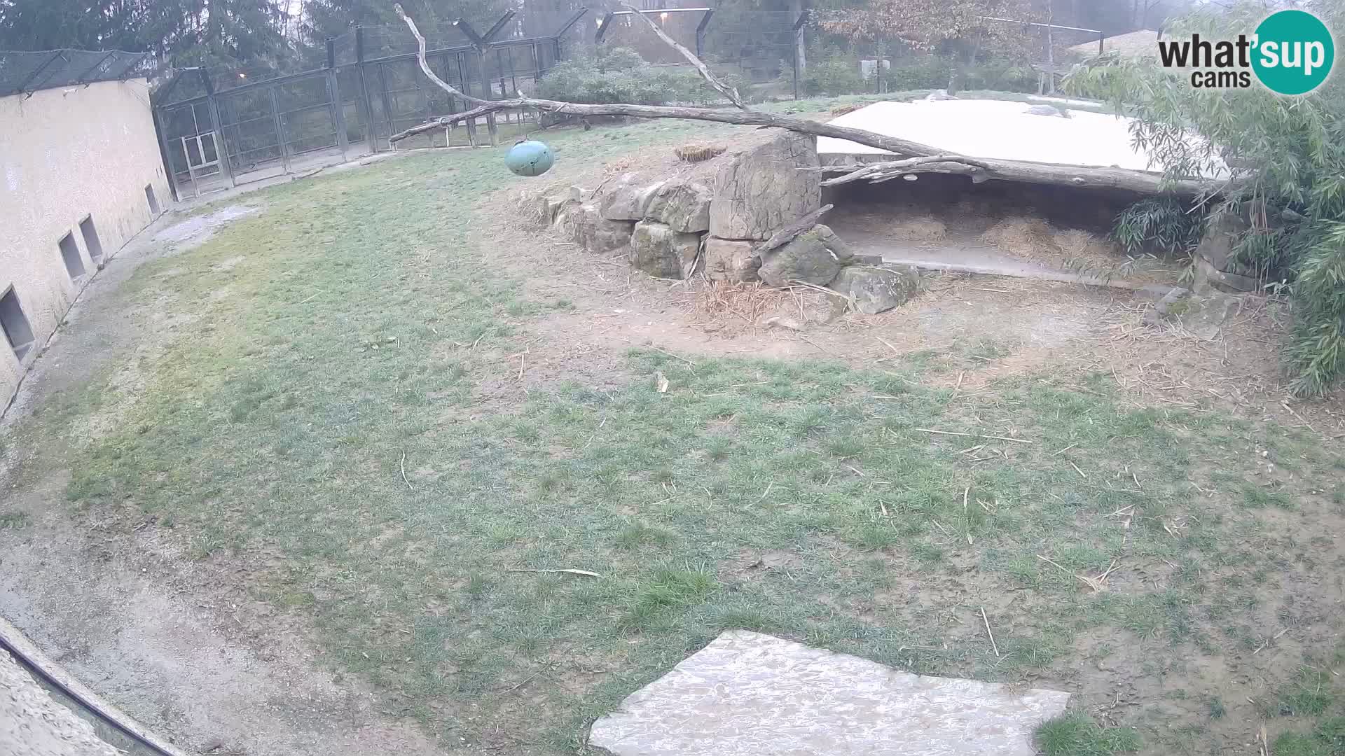 LEON Webcam en vivo en Ljubljana Zoo – Eslovenia